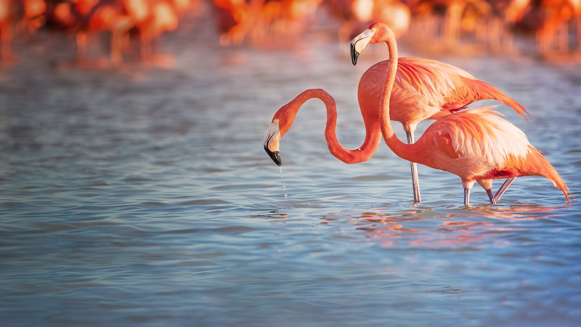 Backdrop for Planet of the Birds