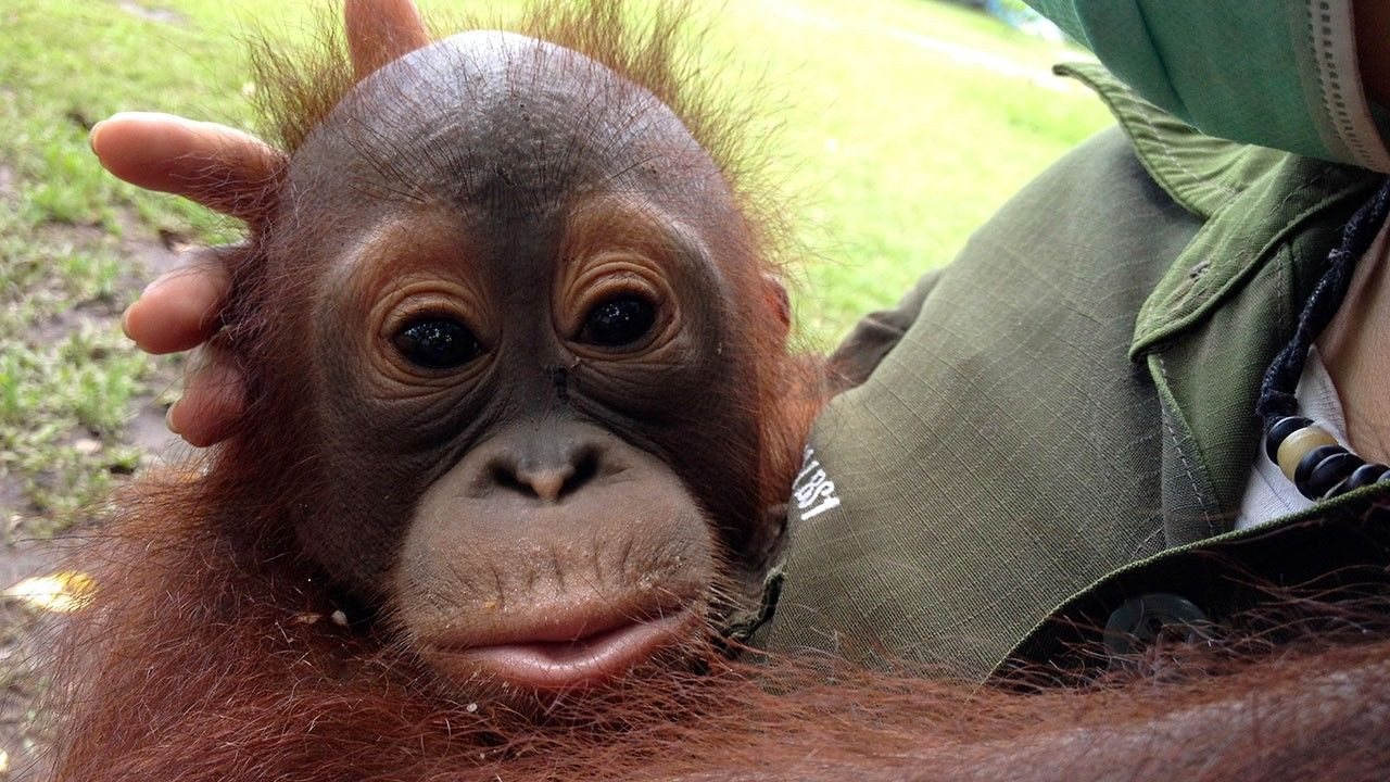 Backdrop for Orangutan Rescue - Back to The Wild