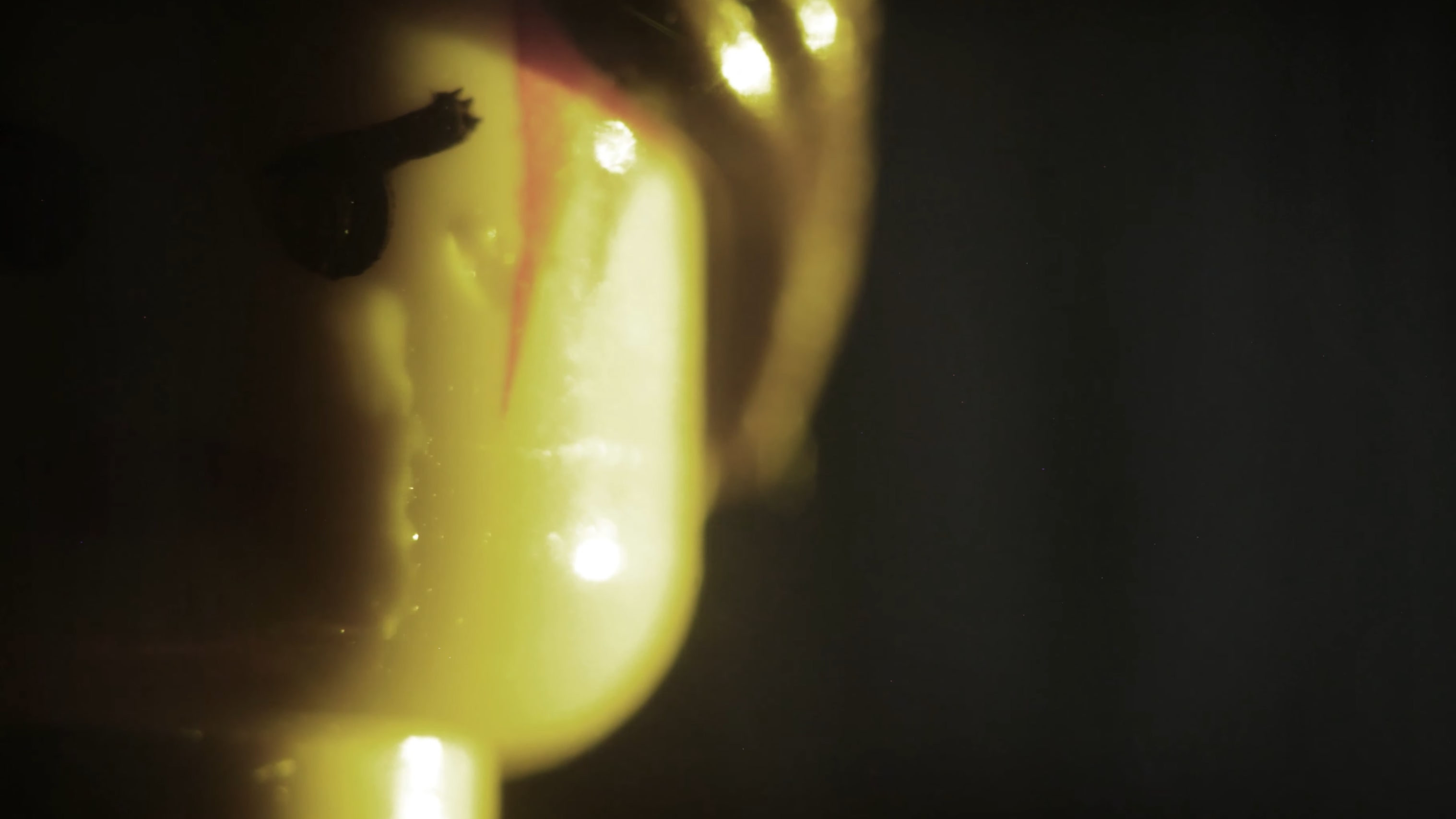 Backdrop for Princess Storm