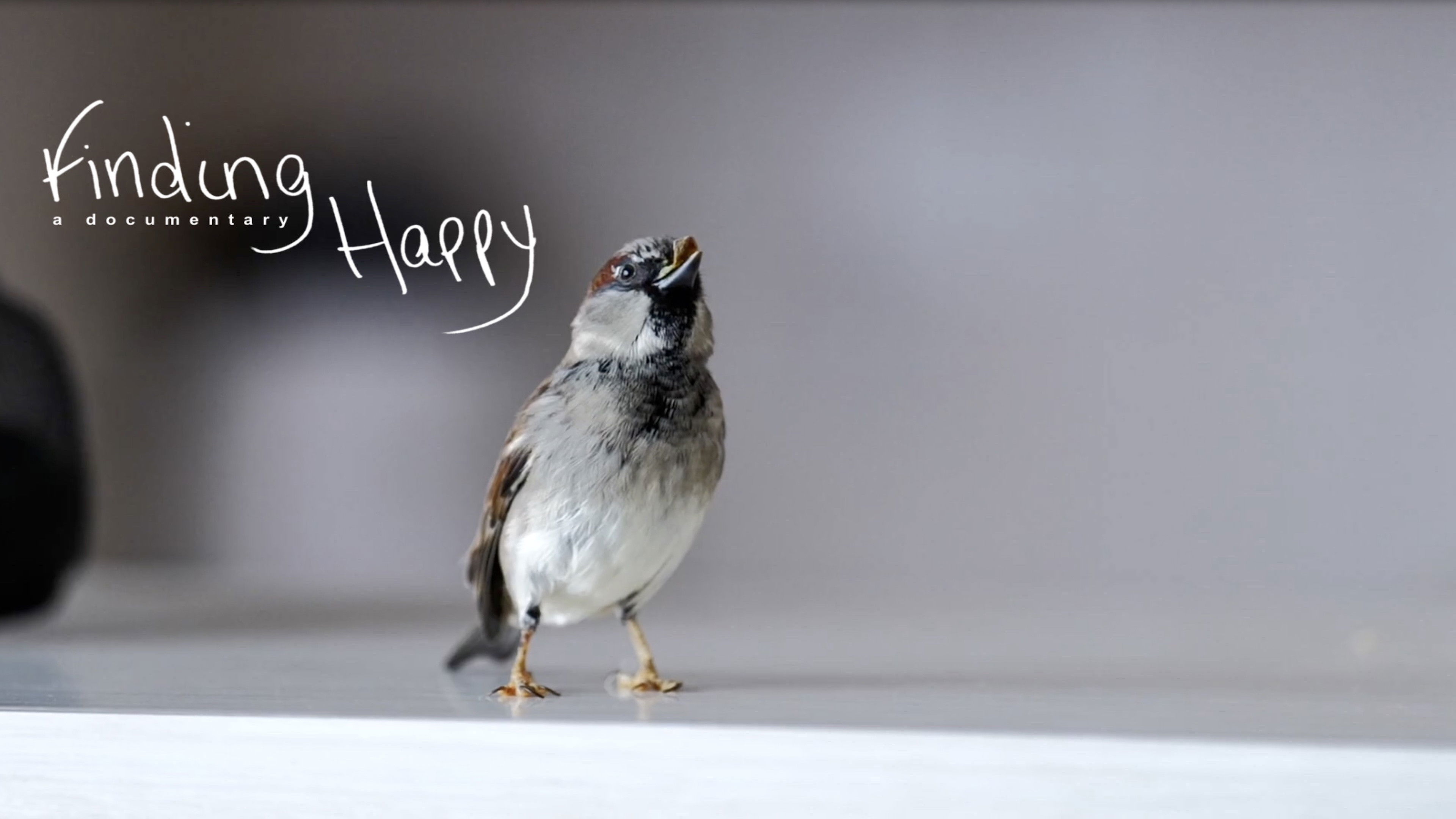 Backdrop for Finding Happy