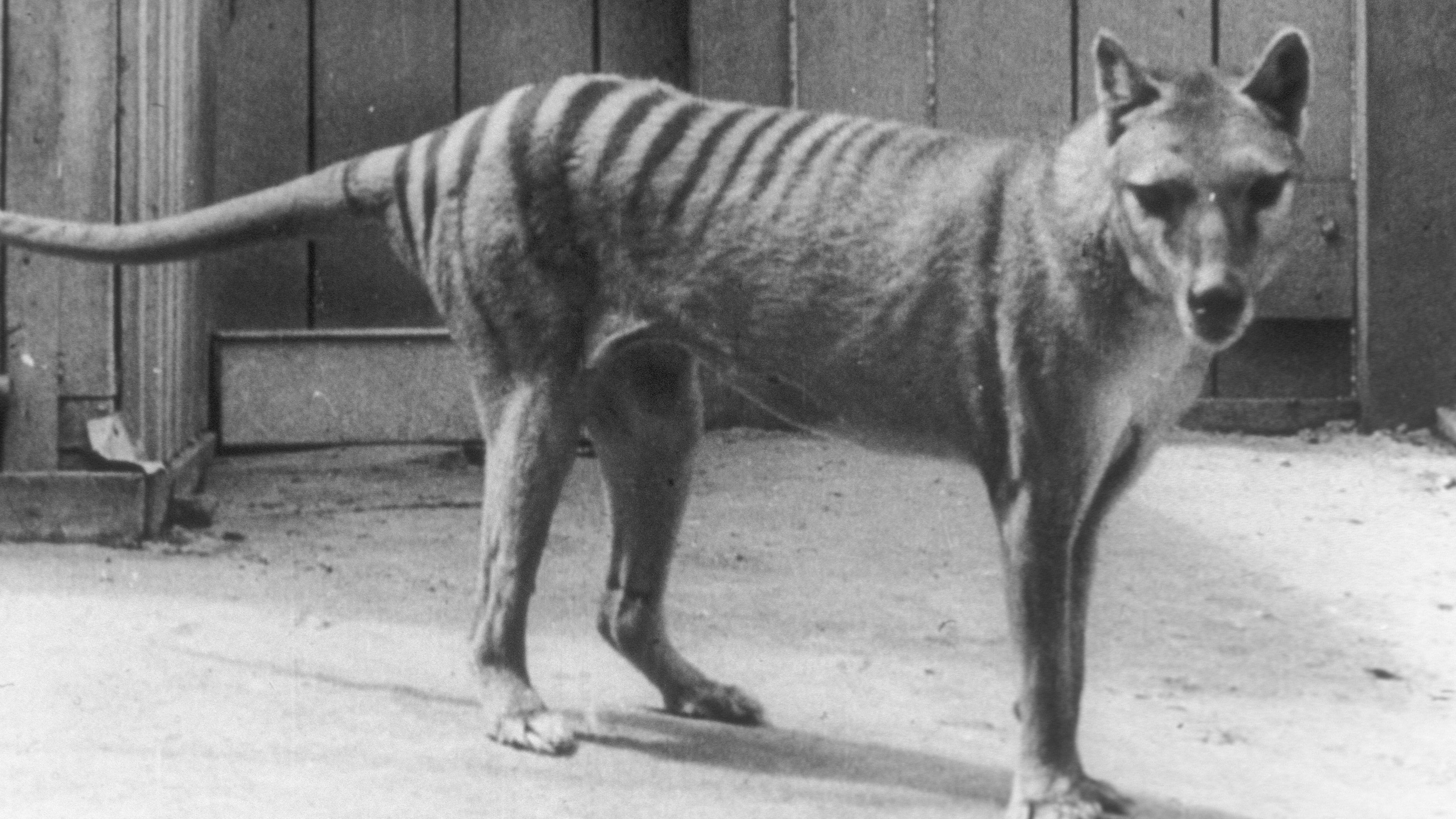 Backdrop for Extinct or Alive: The Tasmanian Tiger