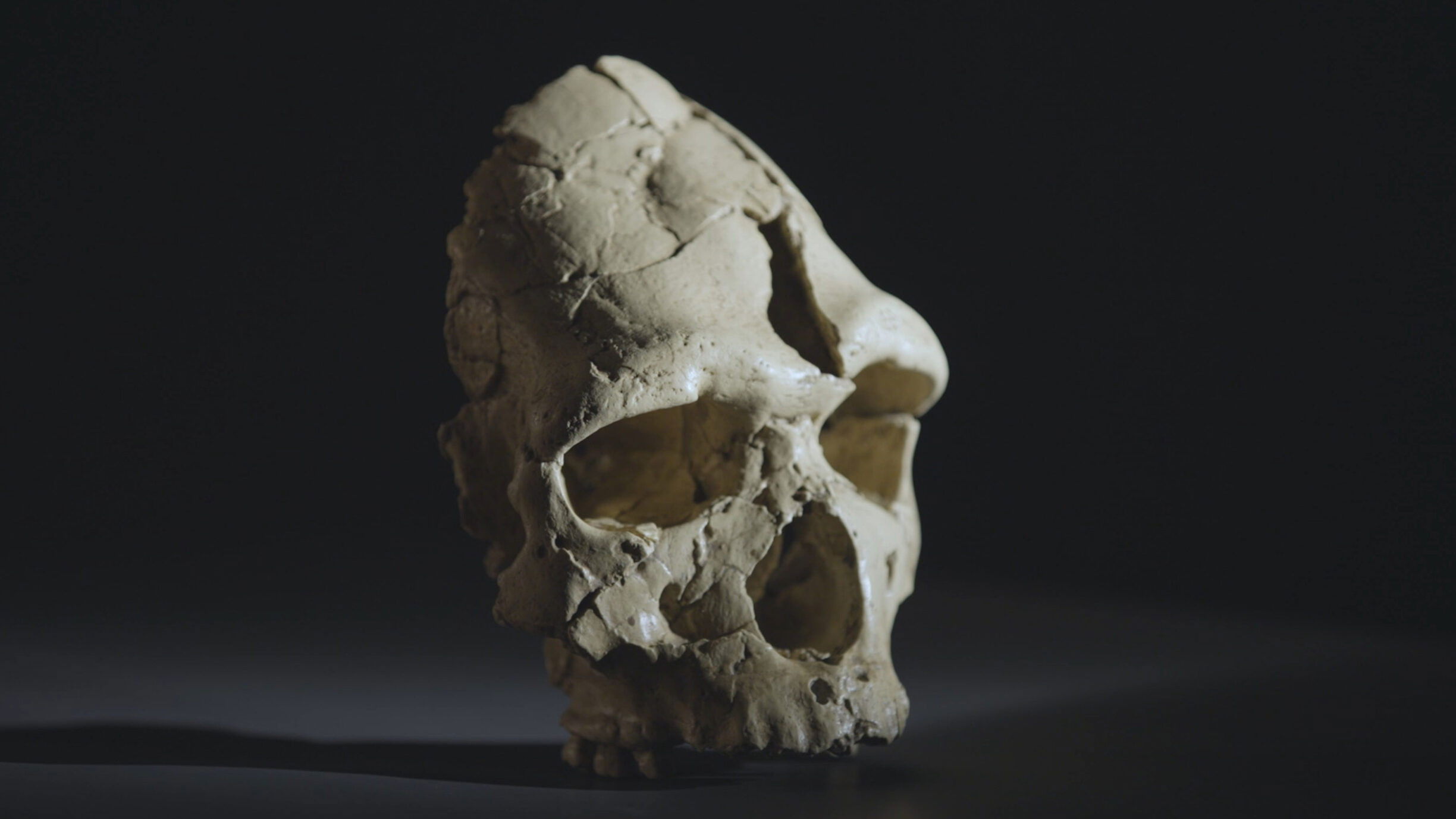 Backdrop for Tautavel : vivre en Europe avant Néandertal