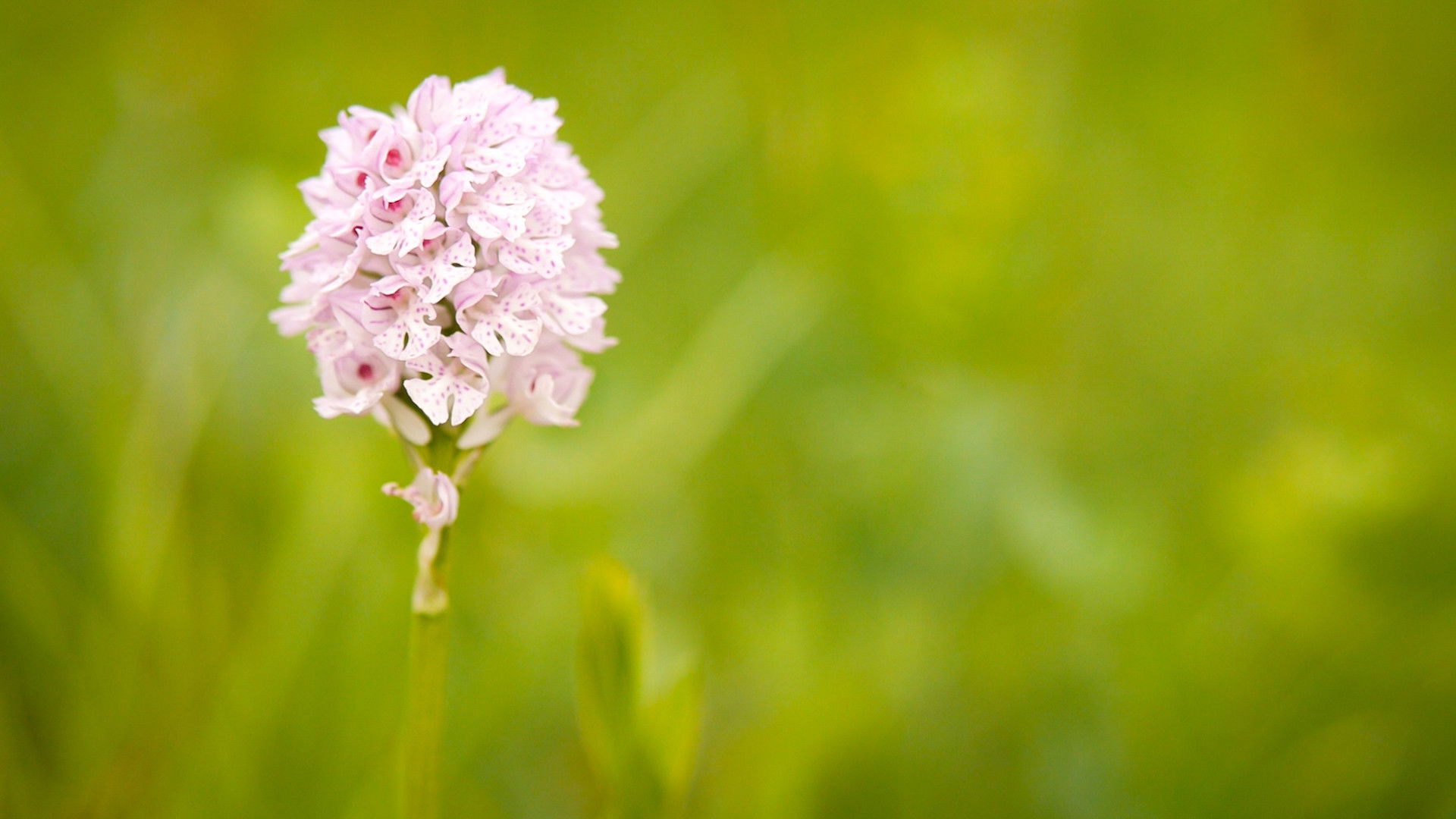 Backdrop for Hidden Beauty - The Orchids of the Saale Valley