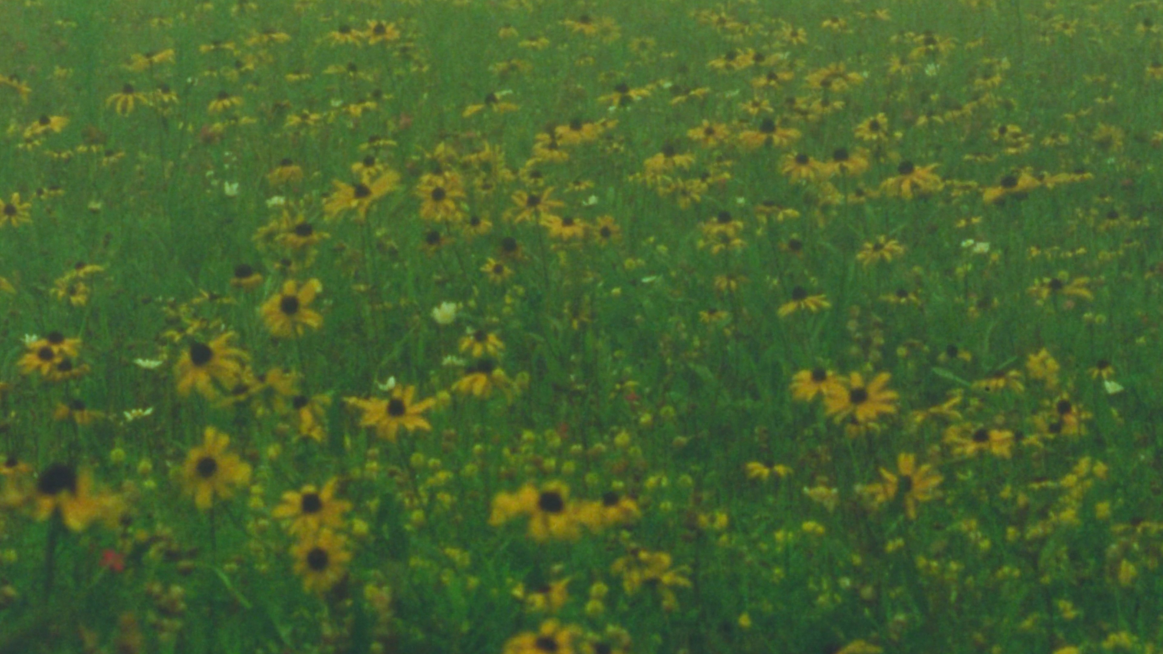 Backdrop for Mountain Wildflowers
