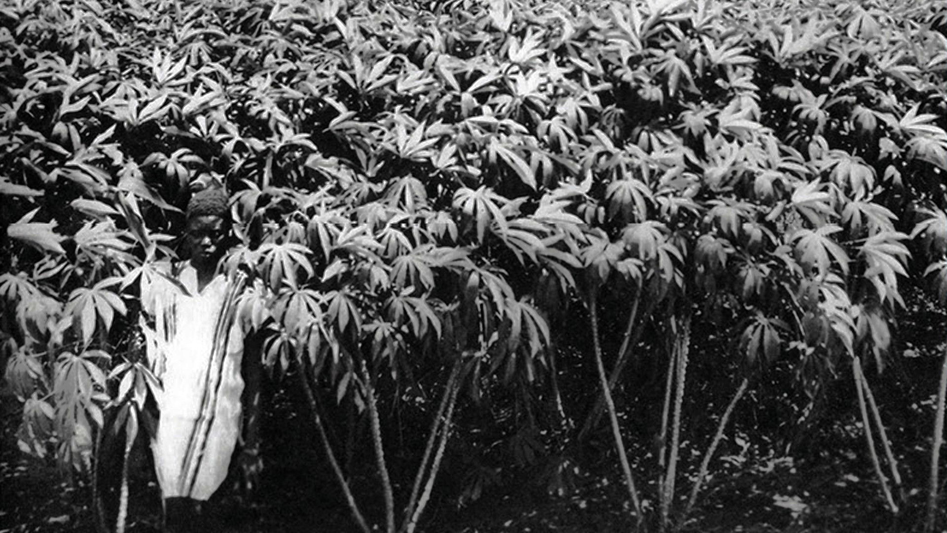 Backdrop for Paysans Noirs