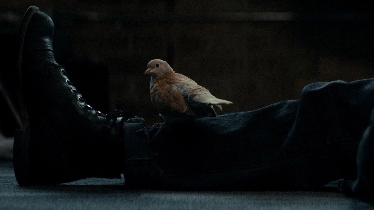 Backdrop for Ring Neck