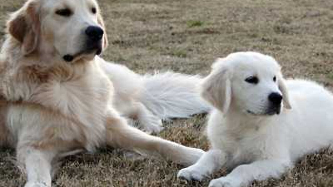 Backdrop for Adventures of Bailey: The Lost Puppy