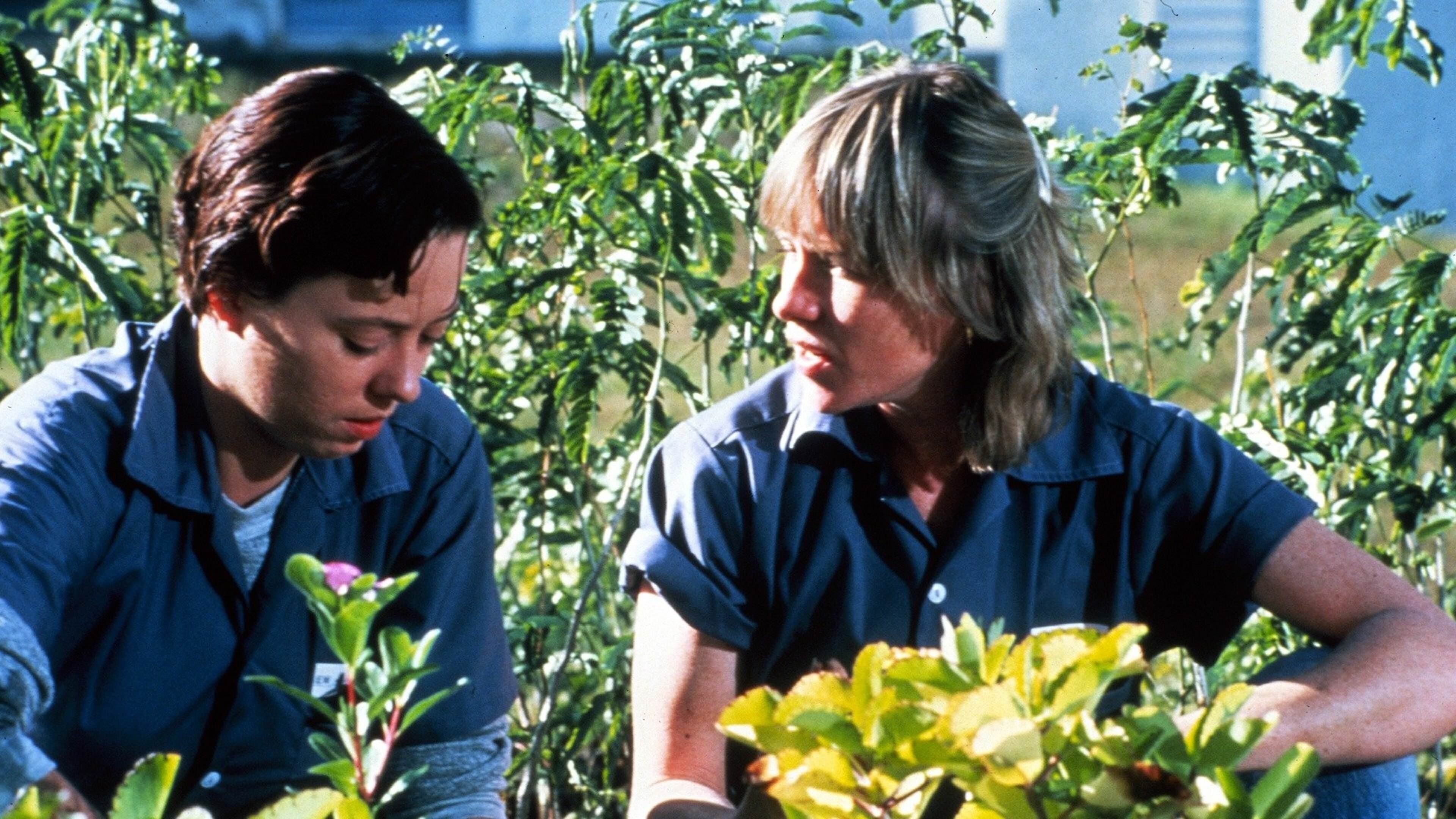 Backdrop for Love Child