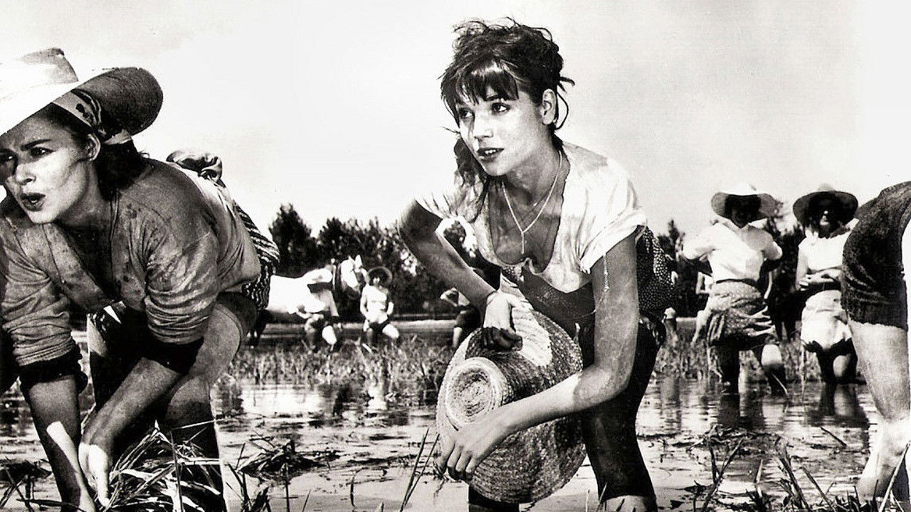 Backdrop for Rice Girl