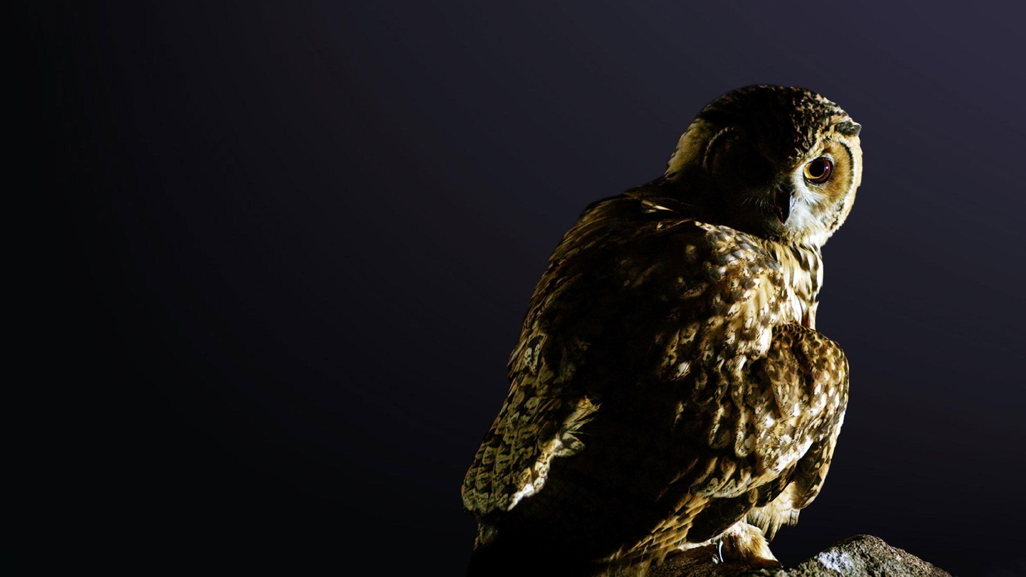 Backdrop for Dead By Dawn