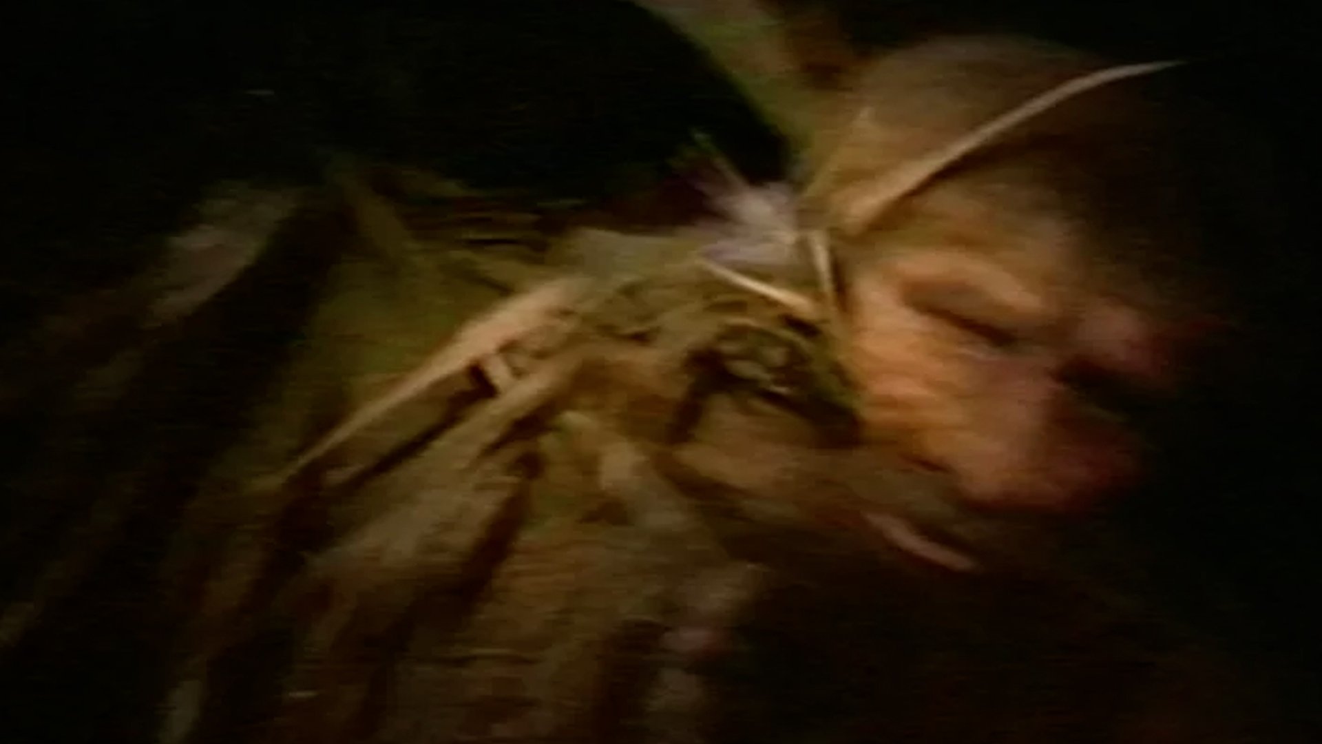 Backdrop for Jacaranda Joe