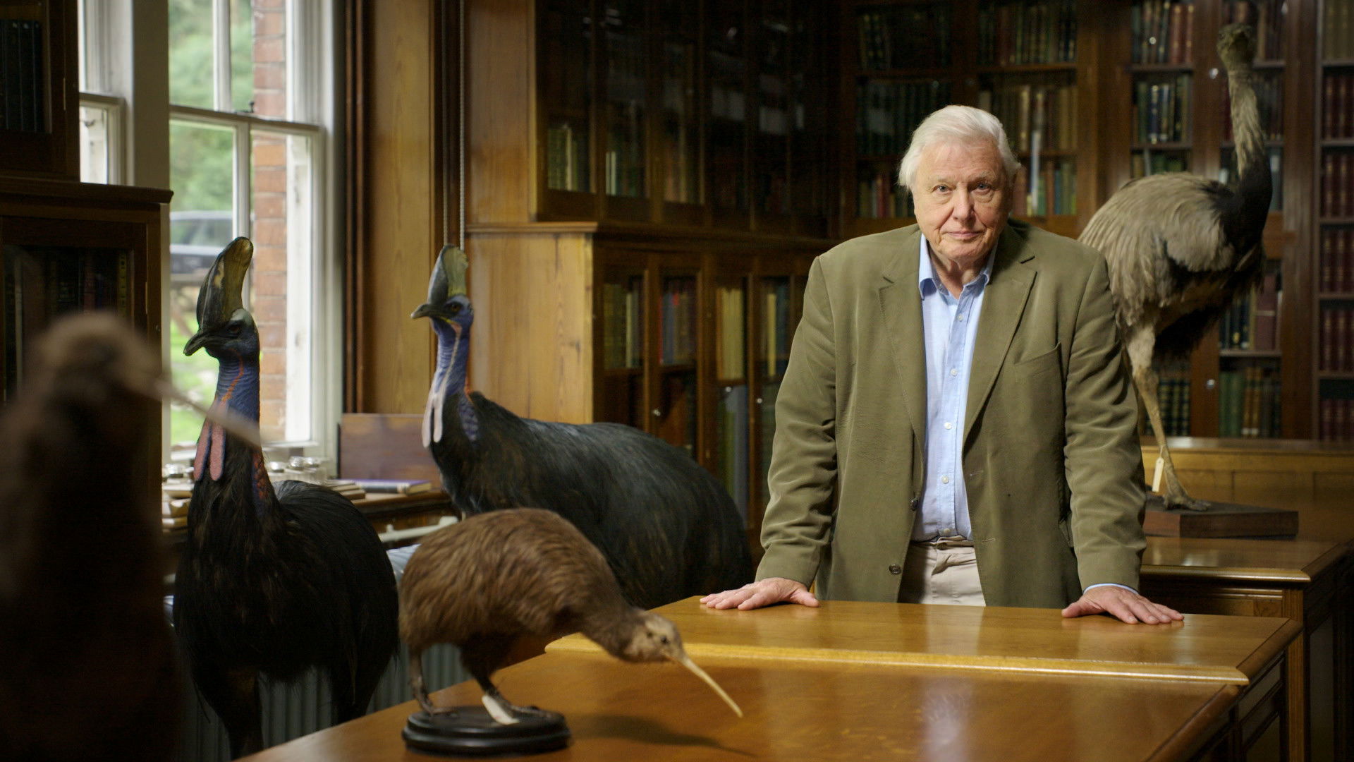 Backdrop for Attenborough's Big Birds