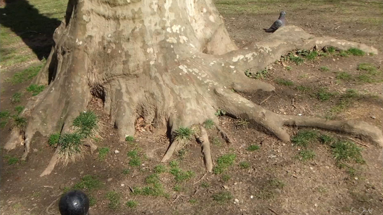 Backdrop for Roots of Manhattan