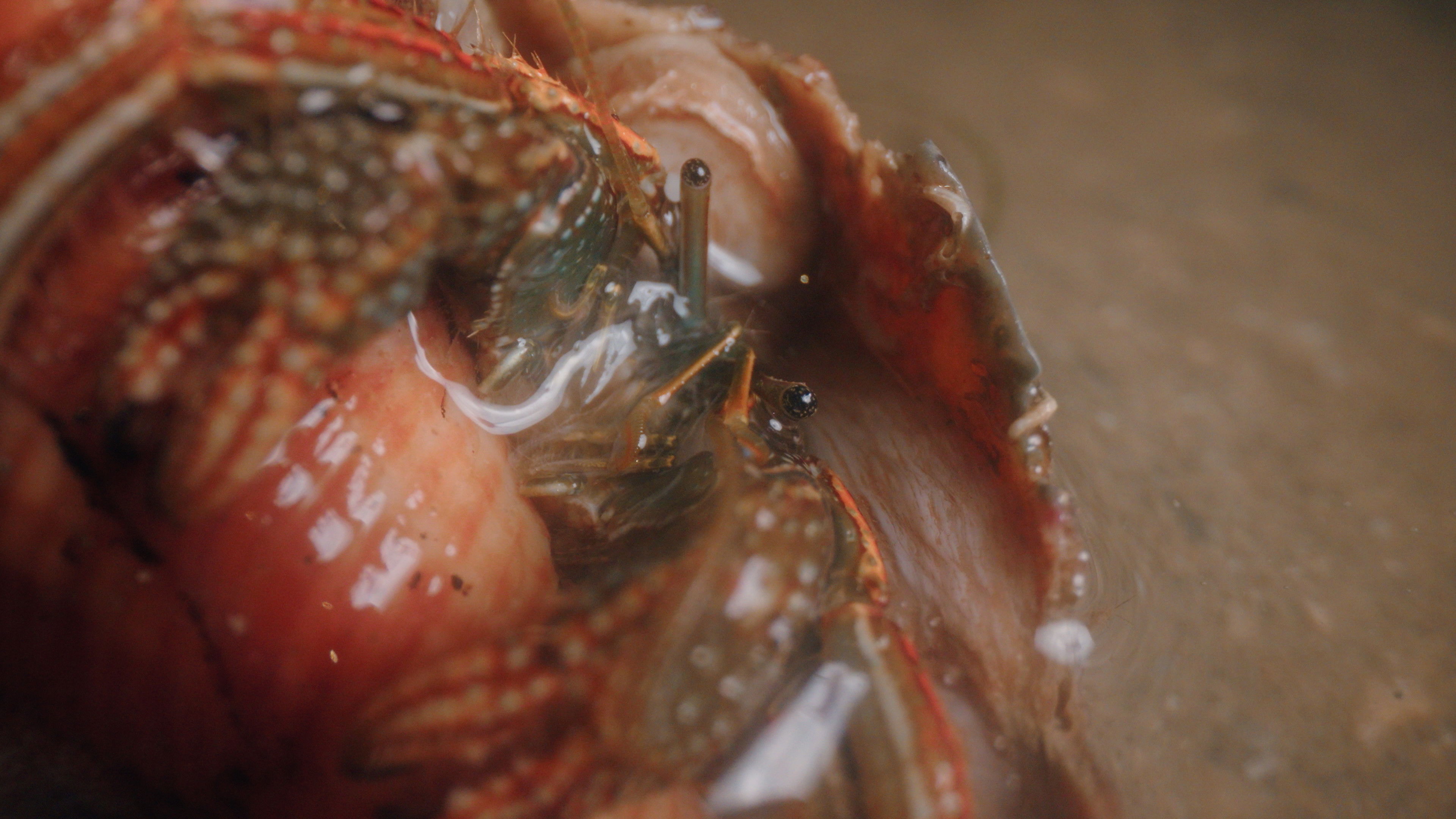 Backdrop for seaward