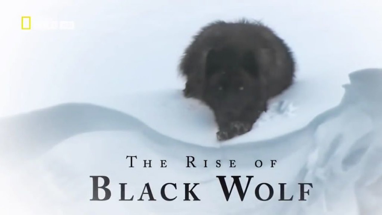 Backdrop for The Rise of Black Wolf