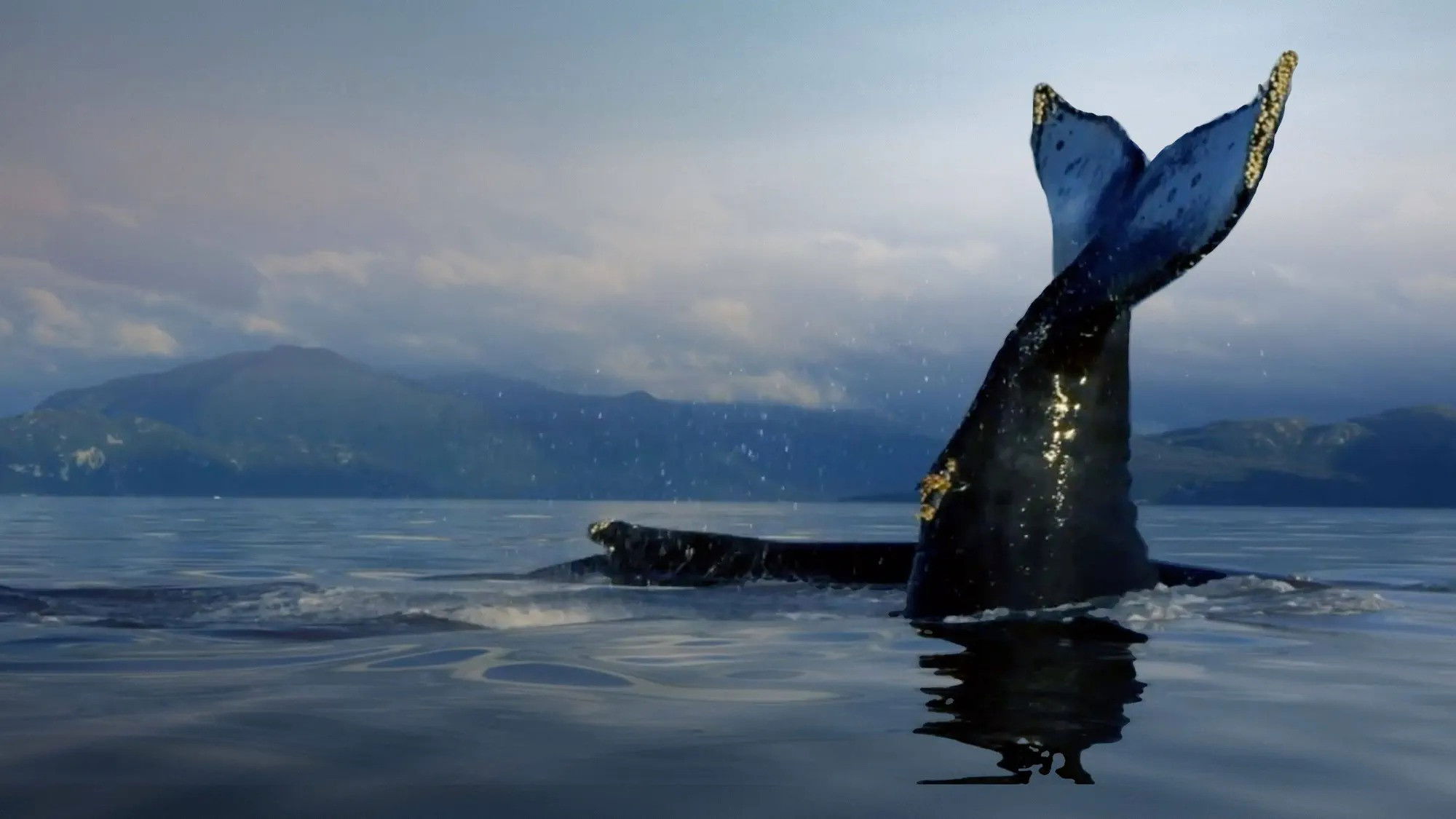 Backdrop for The Humboldt Current