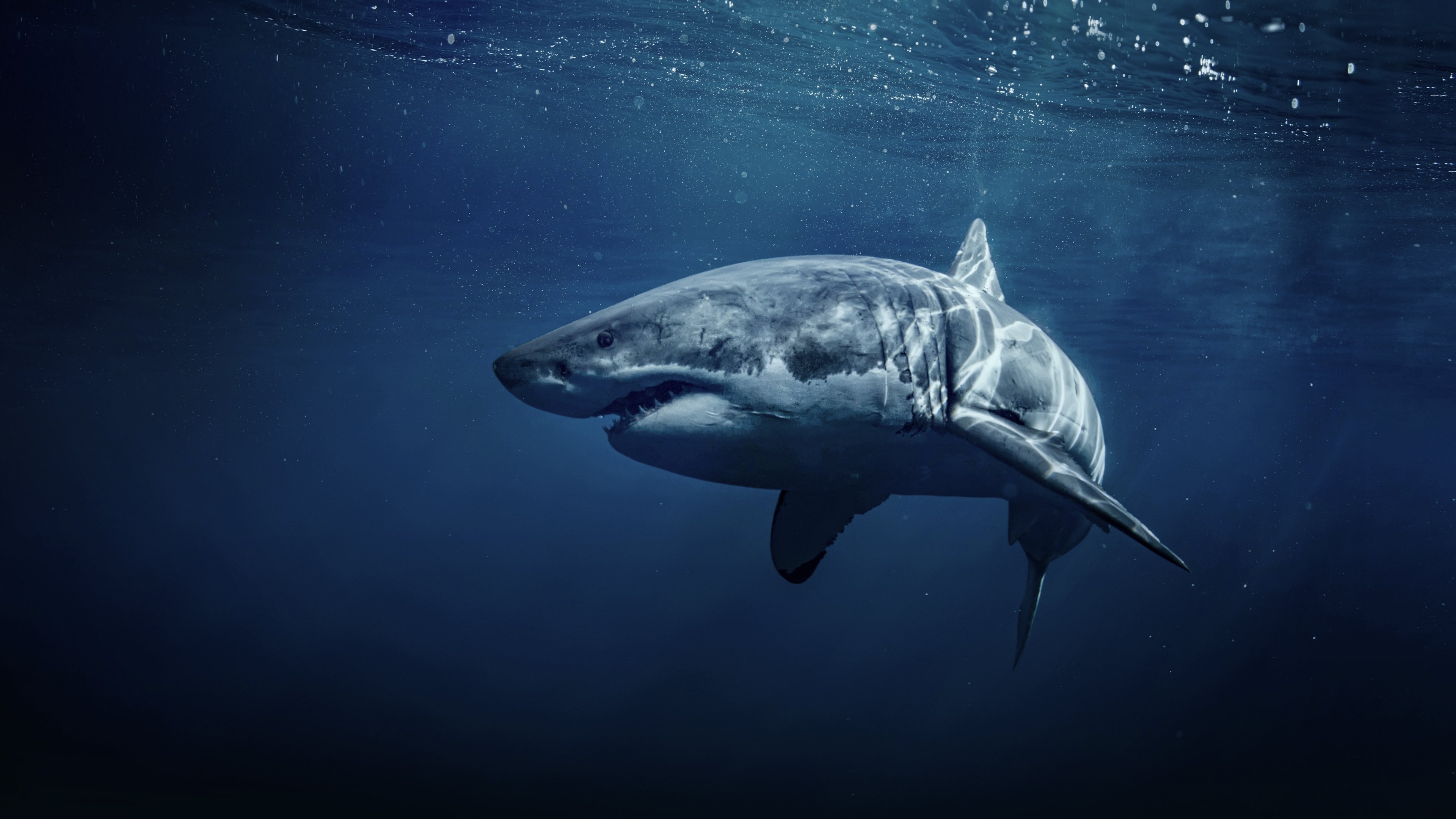 Backdrop for 50 Shades of Sharks