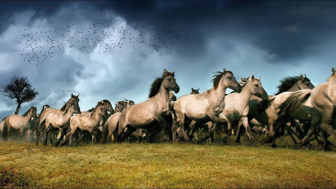 Backdrop for The New Wilderness