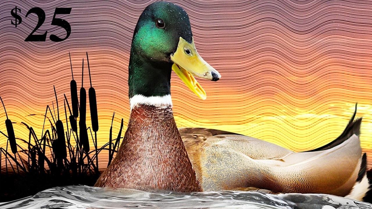 Backdrop for The Million Dollar Duck