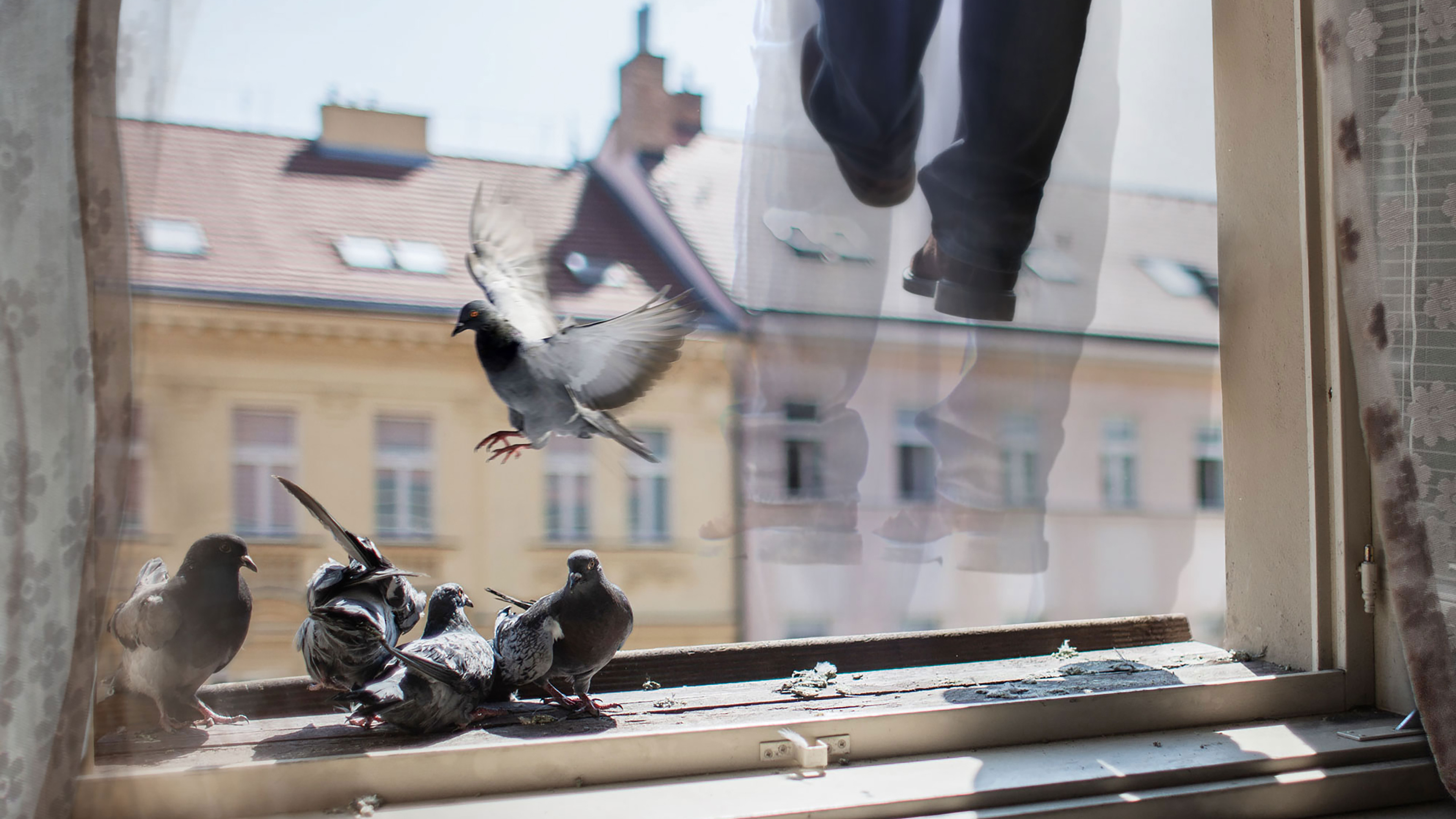 Backdrop for Absence