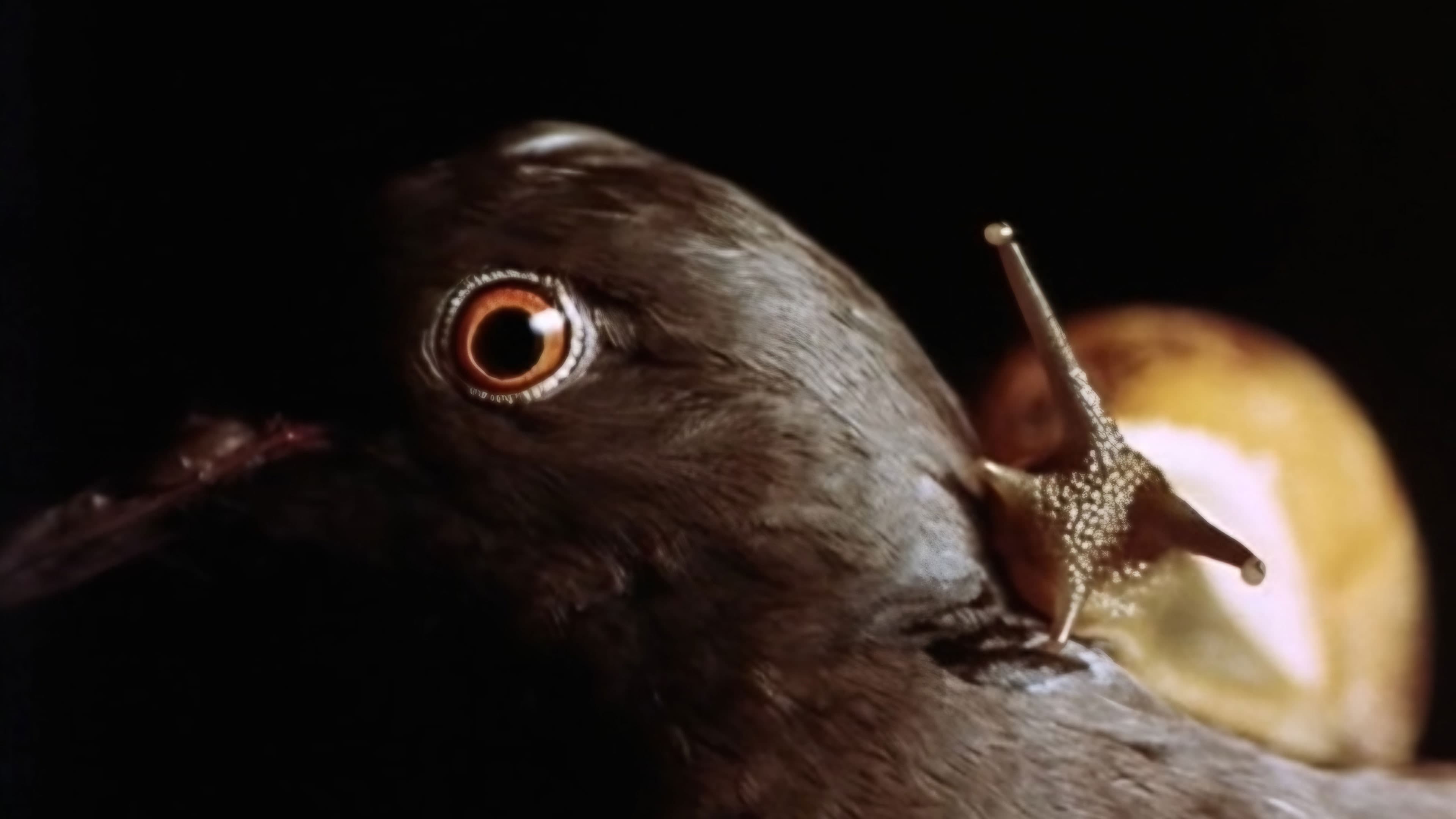 Backdrop for Anguish