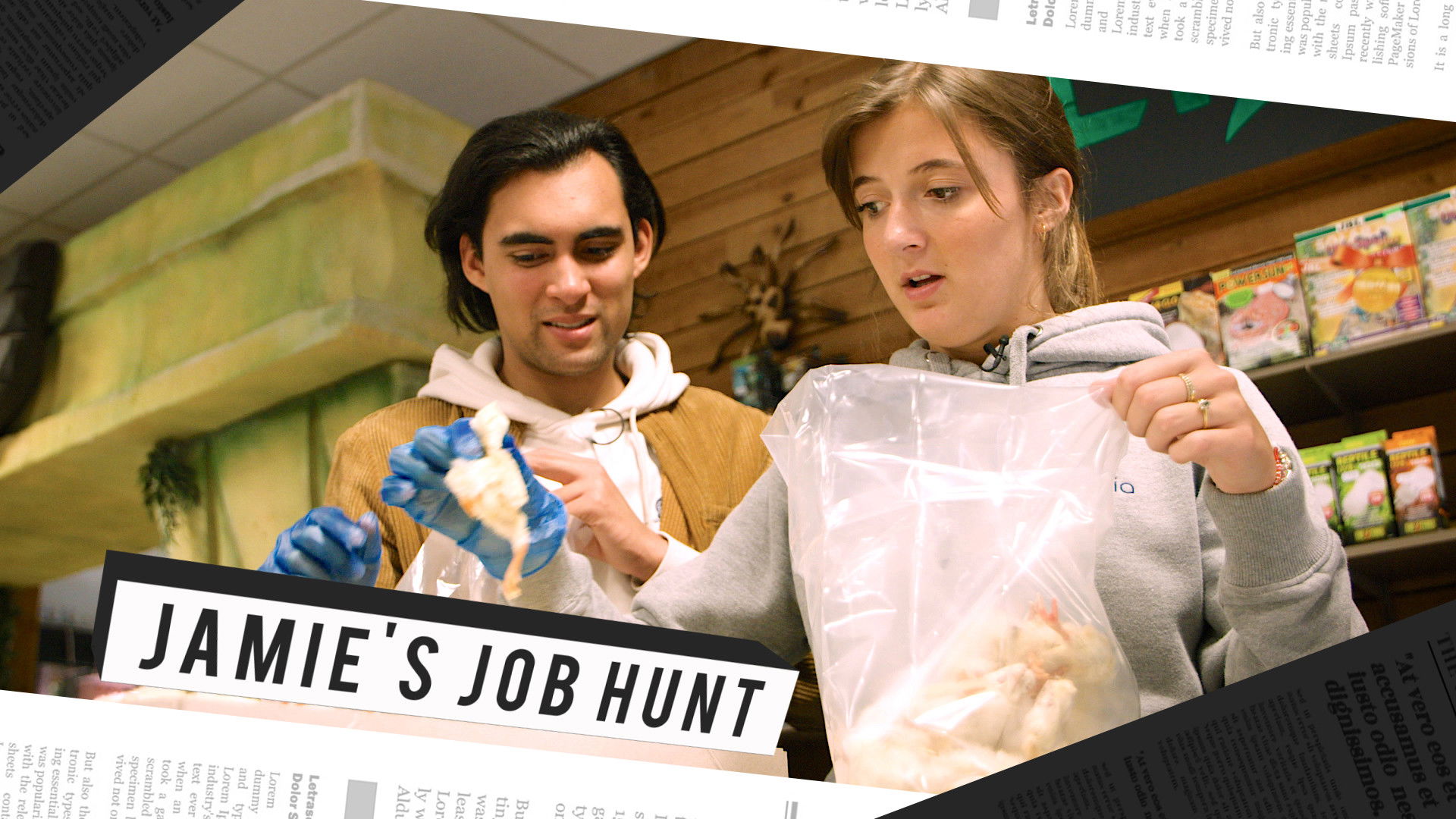 Backdrop for Jamie's Job Hunt