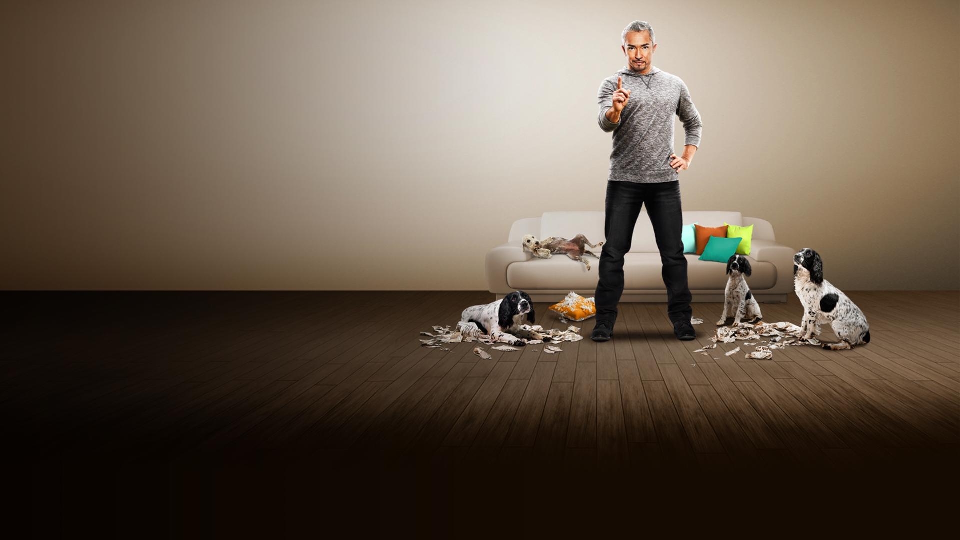 Backdrop for Dog Whisperer