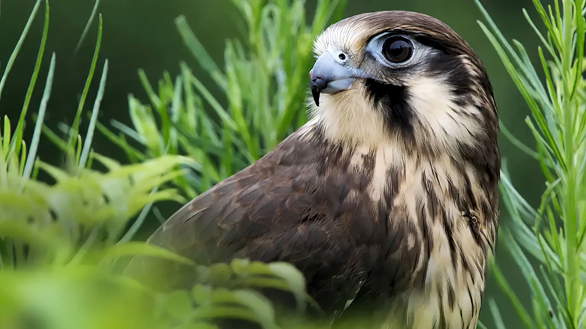 Backdrop for Wild Birds of Australia