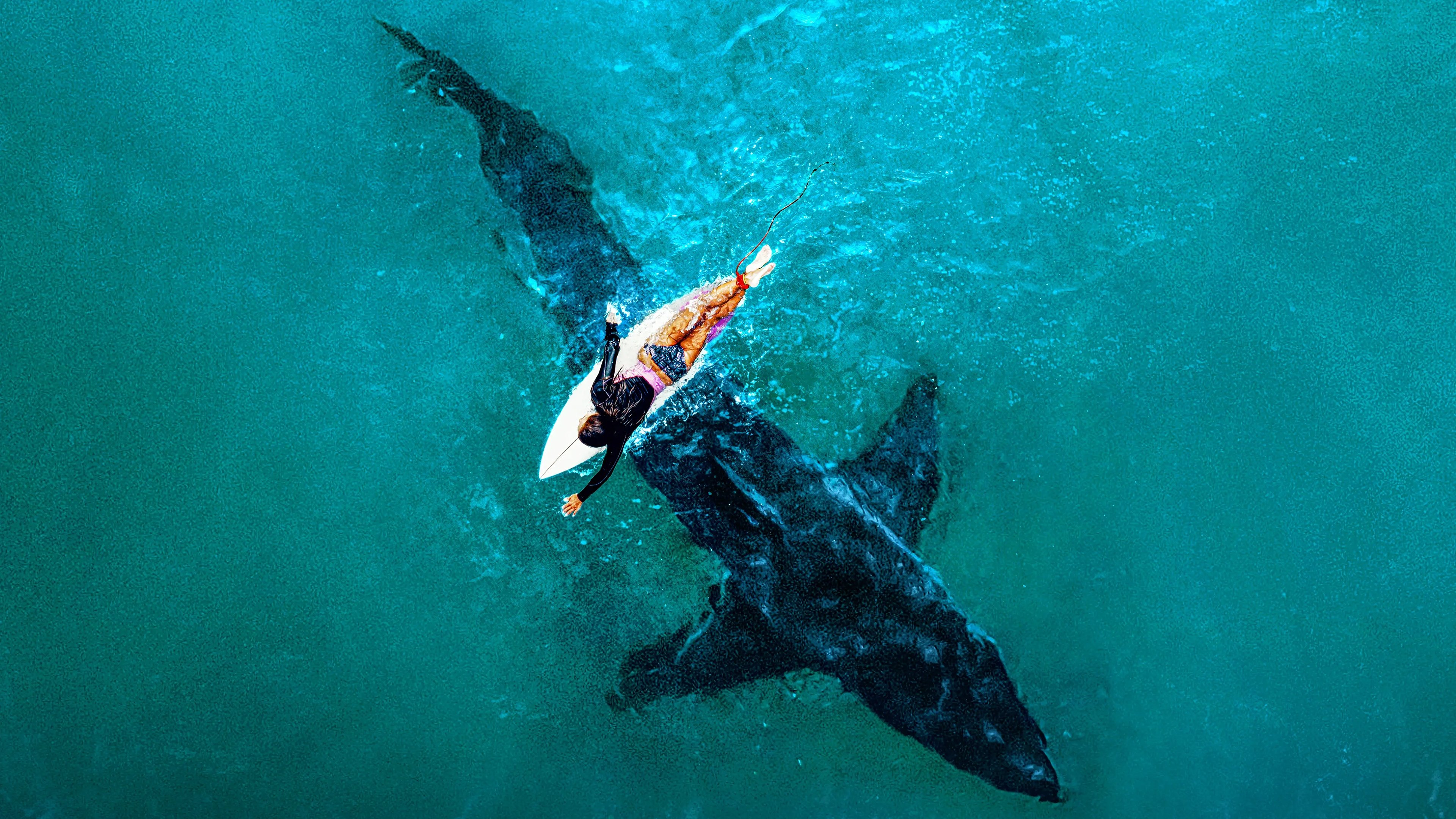 Backdrop for Shark Week