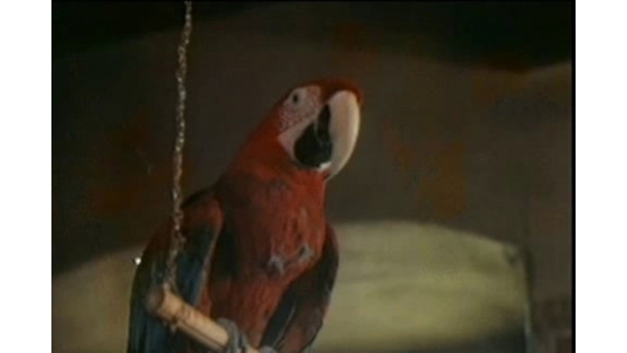 Backdrop for The Parrot Speaking Yiddish