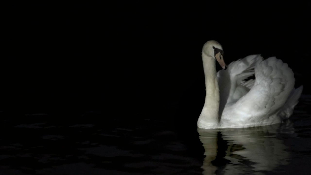 Backdrop for L'appel Du Vide