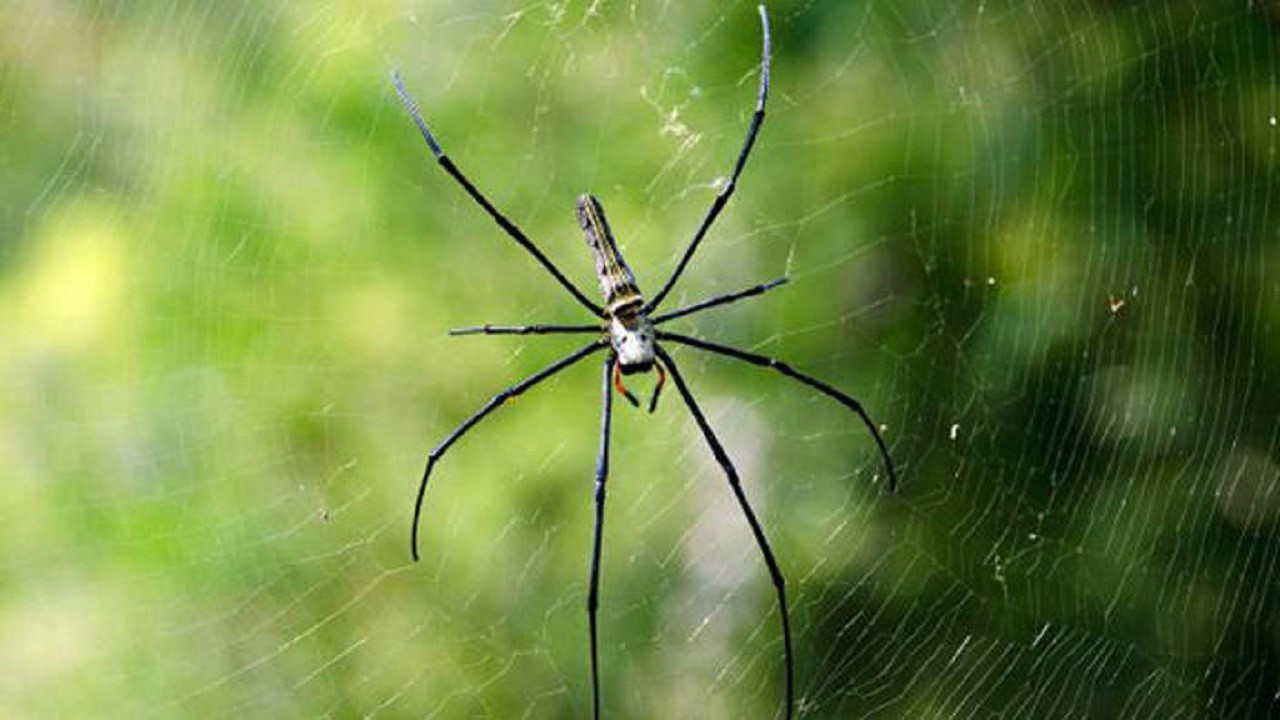 Backdrop for L'art du mensonge