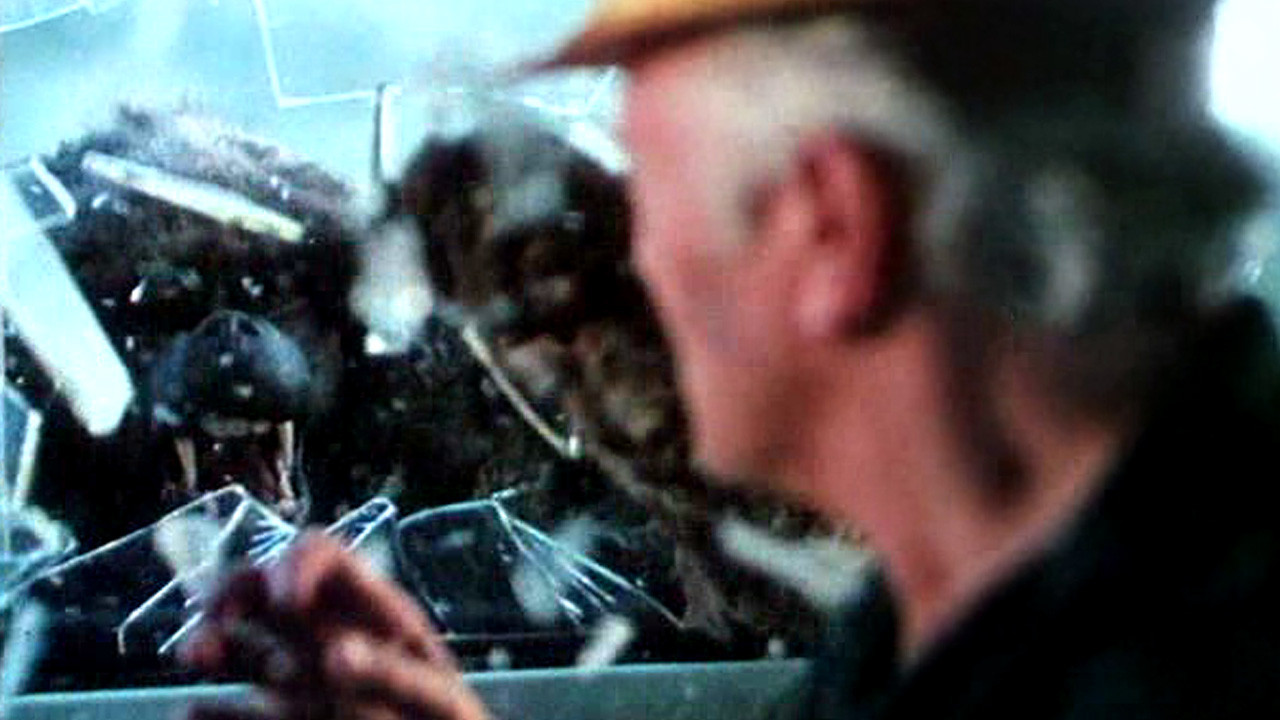 Backdrop for In the Shadow of Kilimanjaro