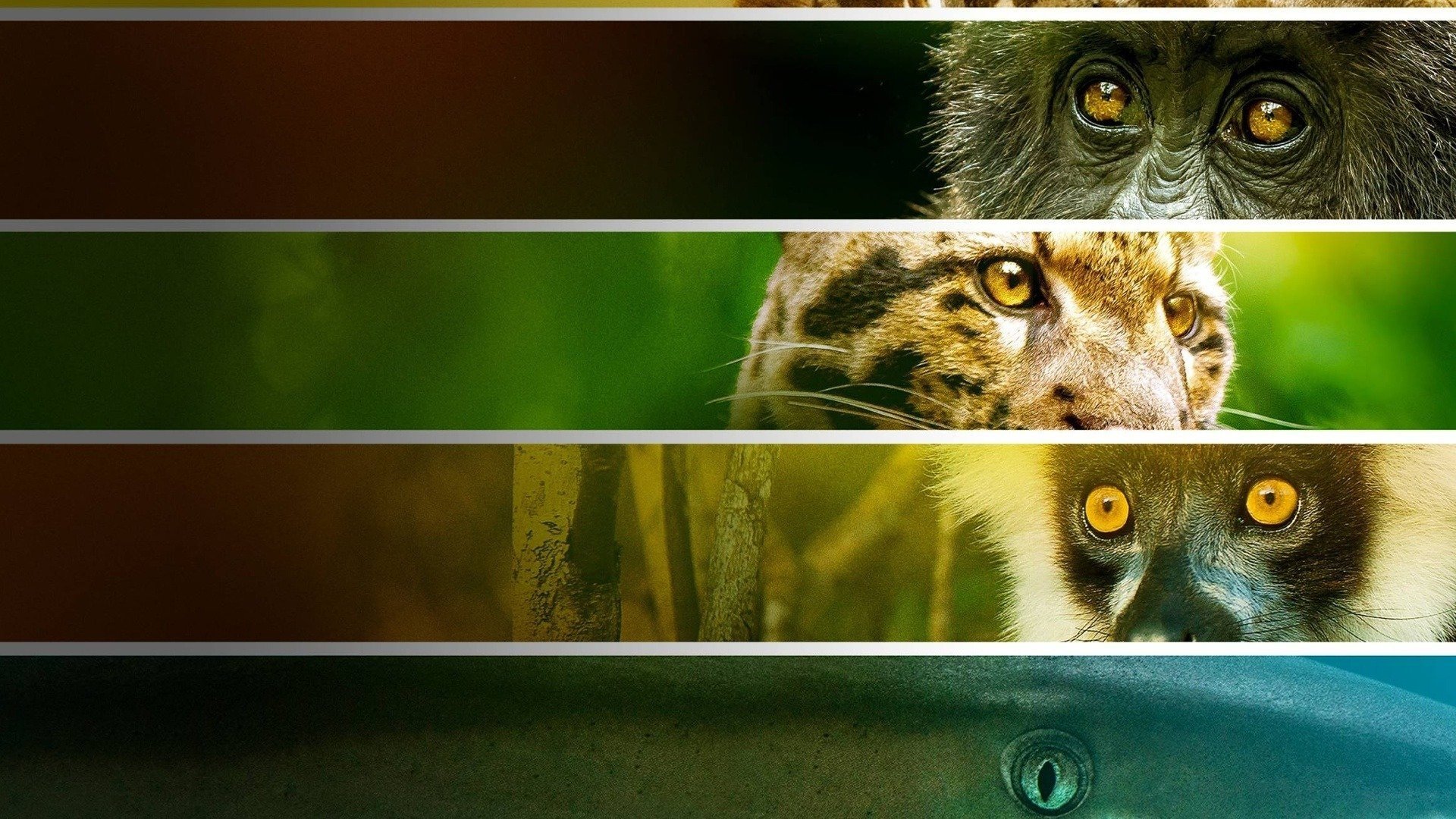 Backdrop for Endangered