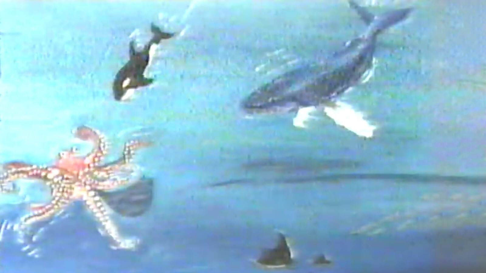 Backdrop for Hampie - A Little Whale Discovers His World