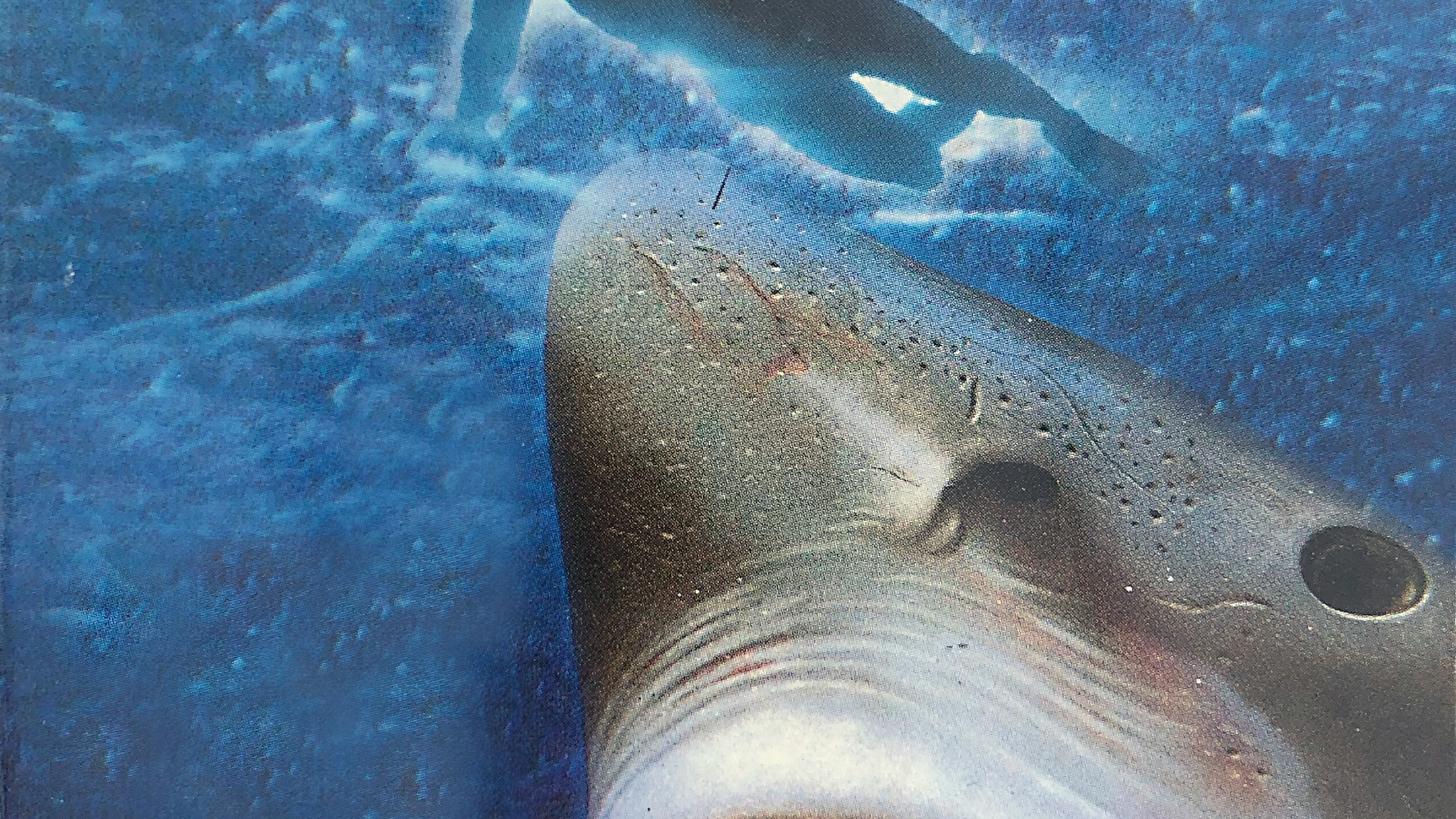 Backdrop for El niño y el tiburón