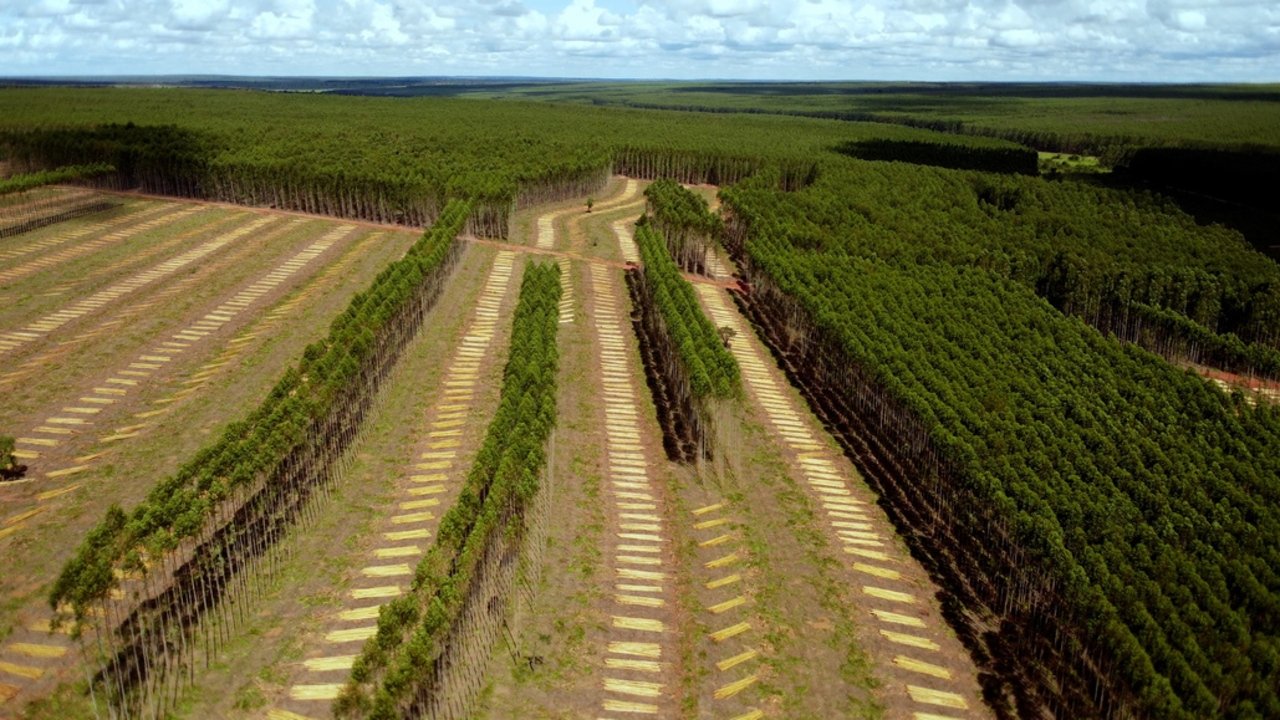 Backdrop for Planter à tout prix - Des arbres pour sauver la planète ?