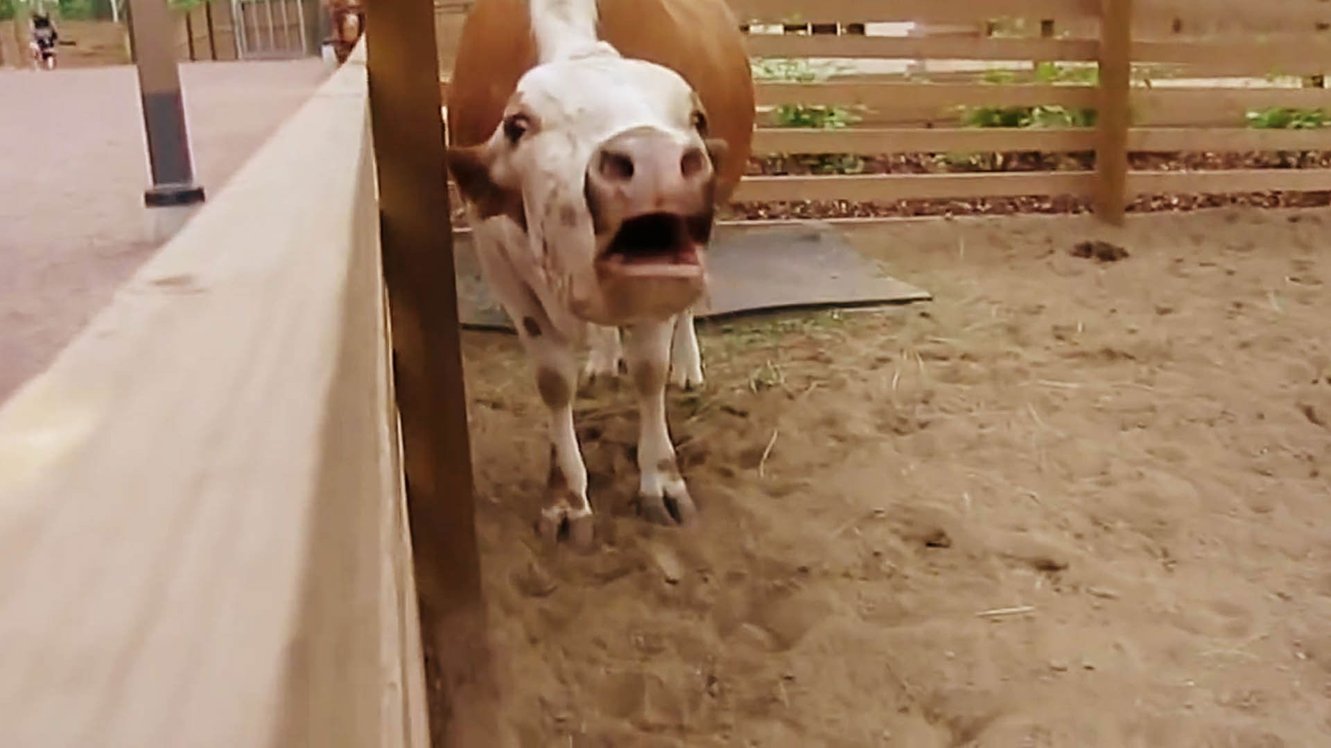 Backdrop for Amnesia