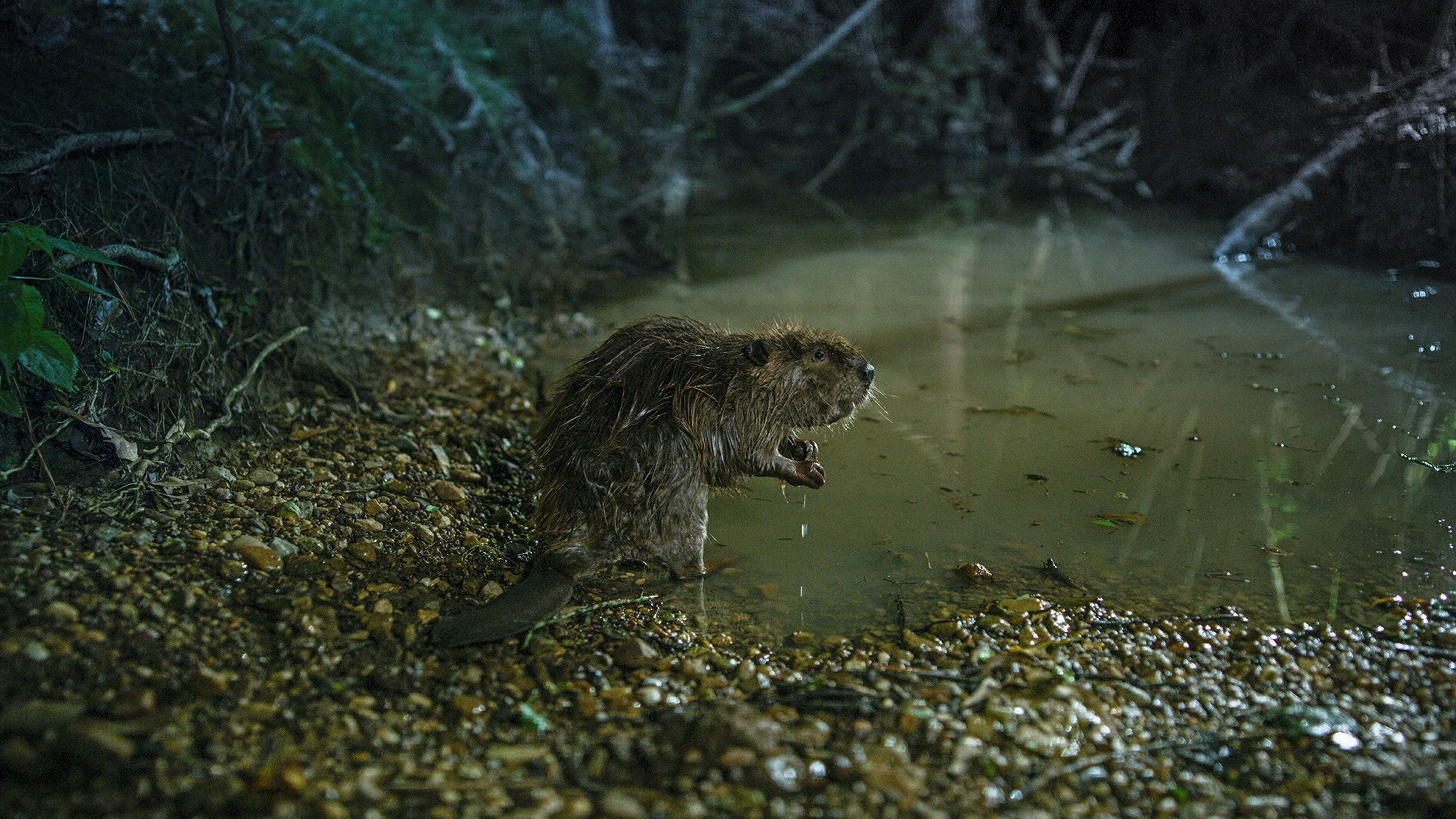 Backdrop for Wild Swamplands