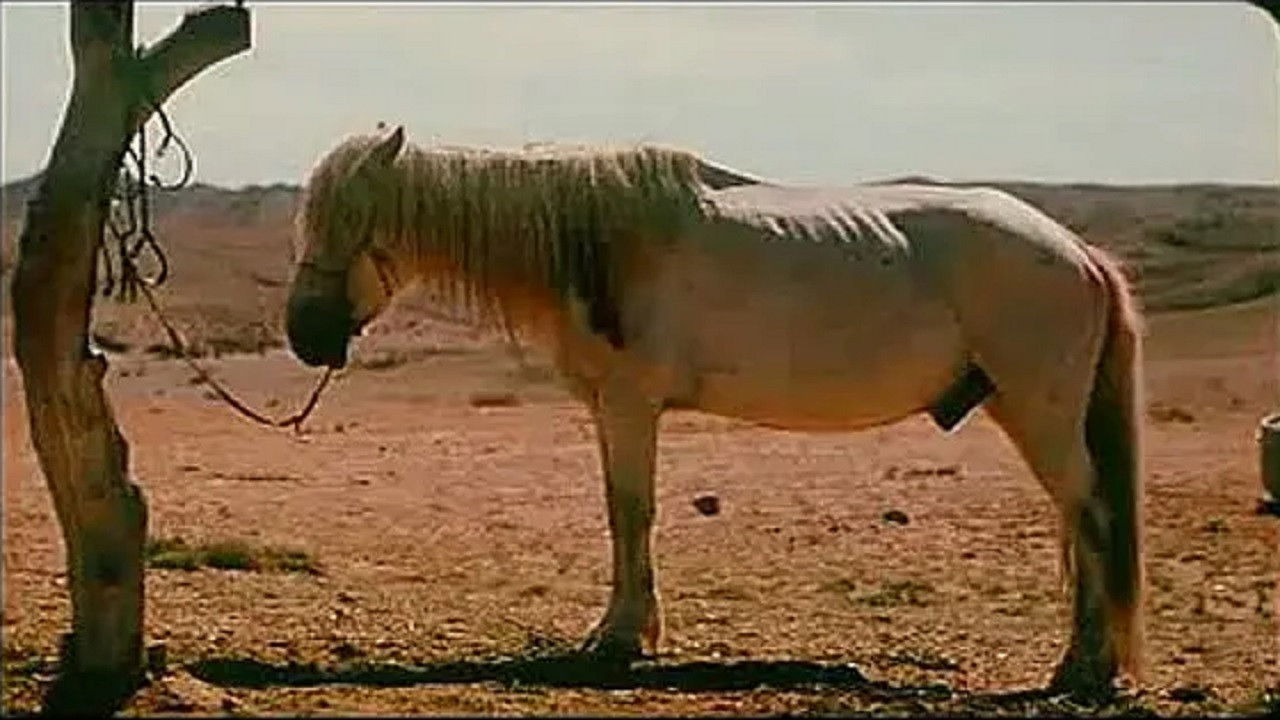 Backdrop for Season of the Horse