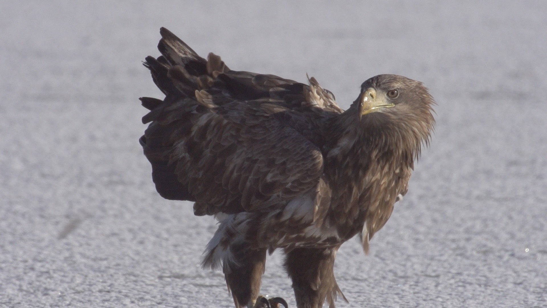 Backdrop for The Kunság - The Secret Life of the Hungarian Puszta