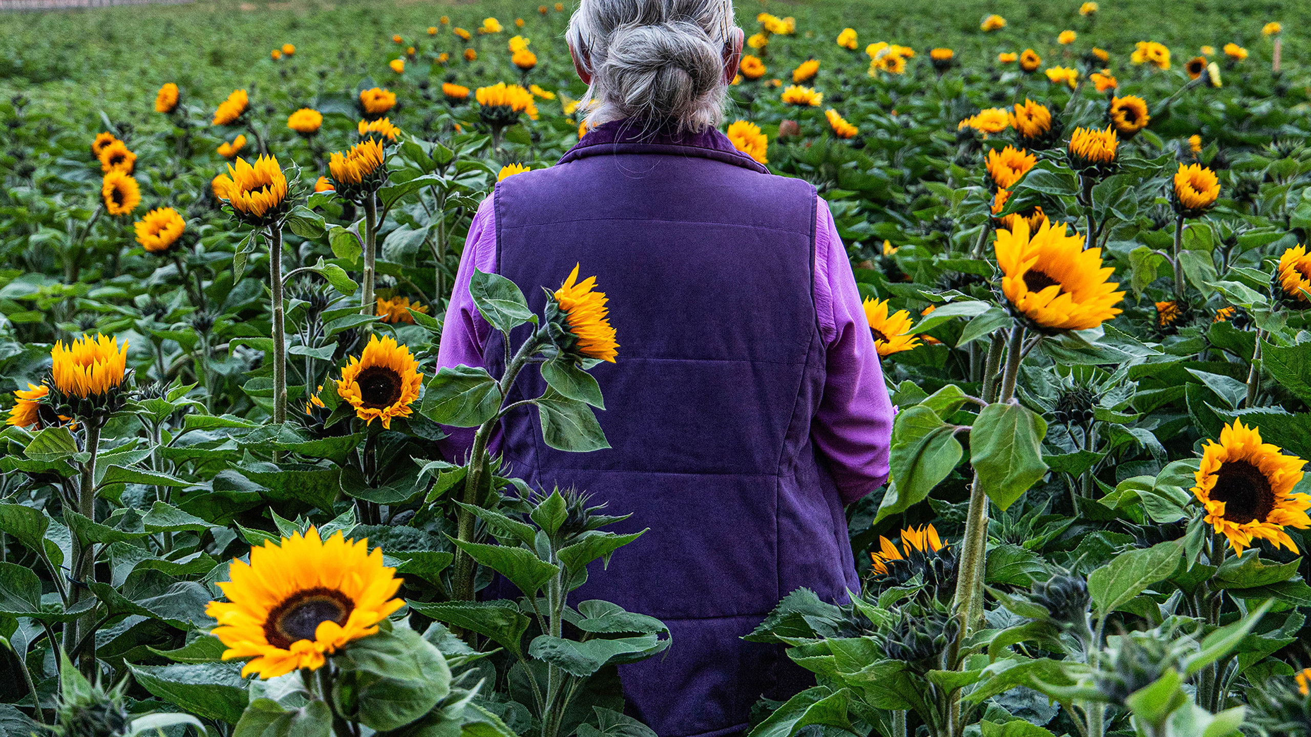 Backdrop for Sunphlowers