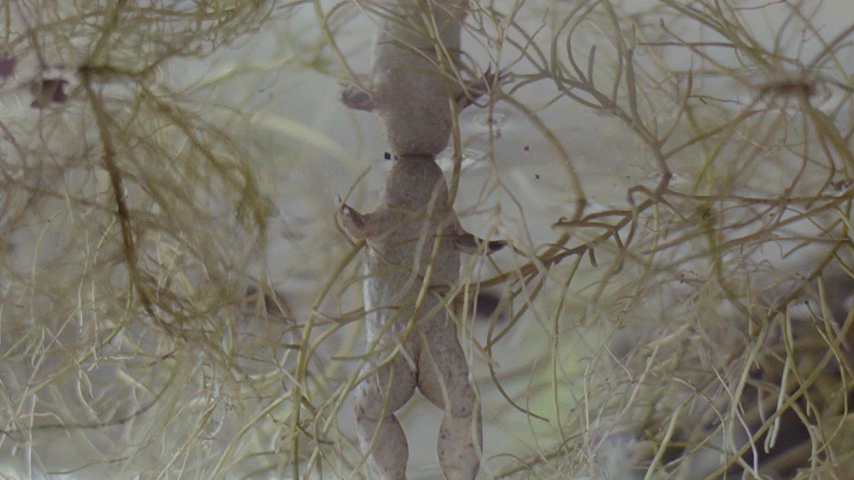 Backdrop for Darwin's Darlings