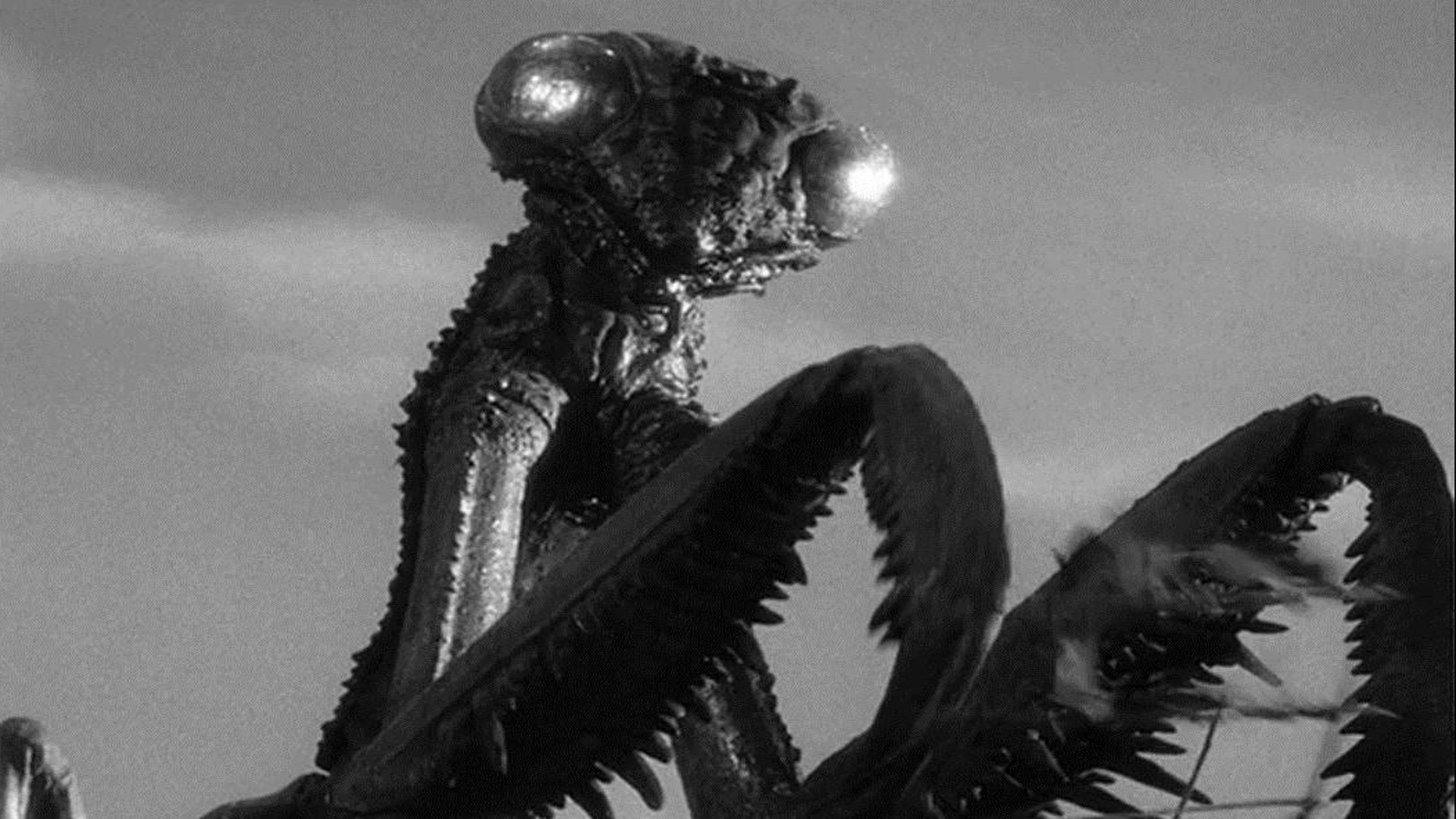 Backdrop for The Deadly Mantis