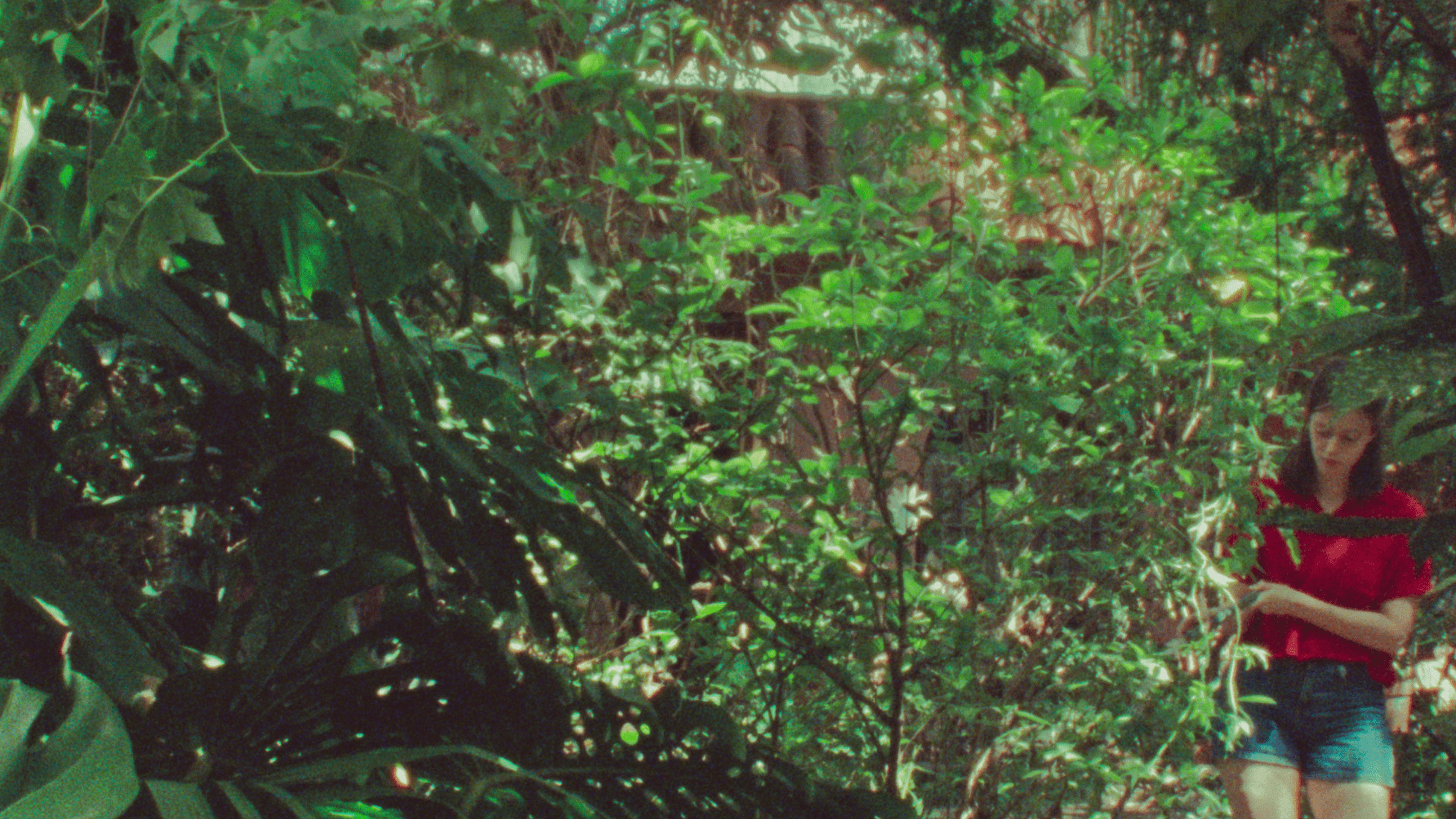 Backdrop for The Parrot