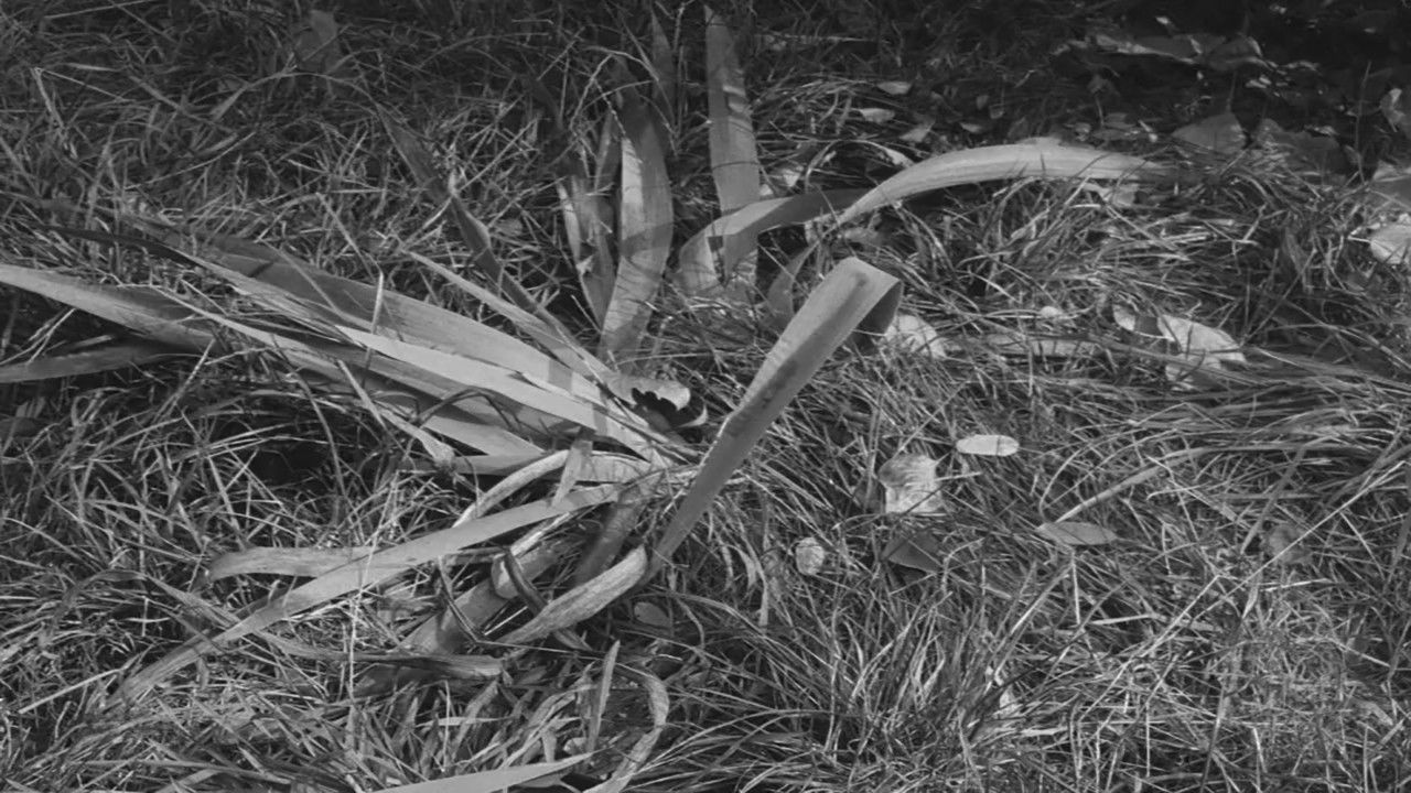 Backdrop for Our Dear Mr. Foerster Died