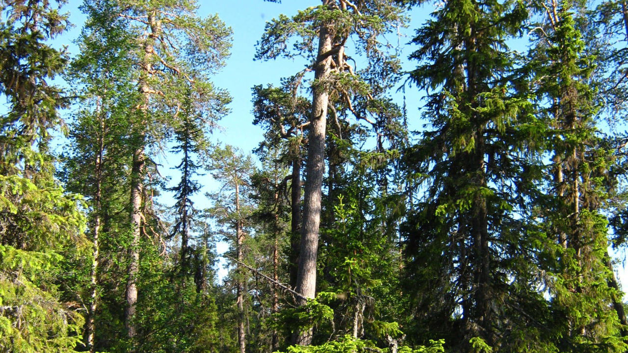 Backdrop for Skolstrejkaren Martins Tips På Halloween