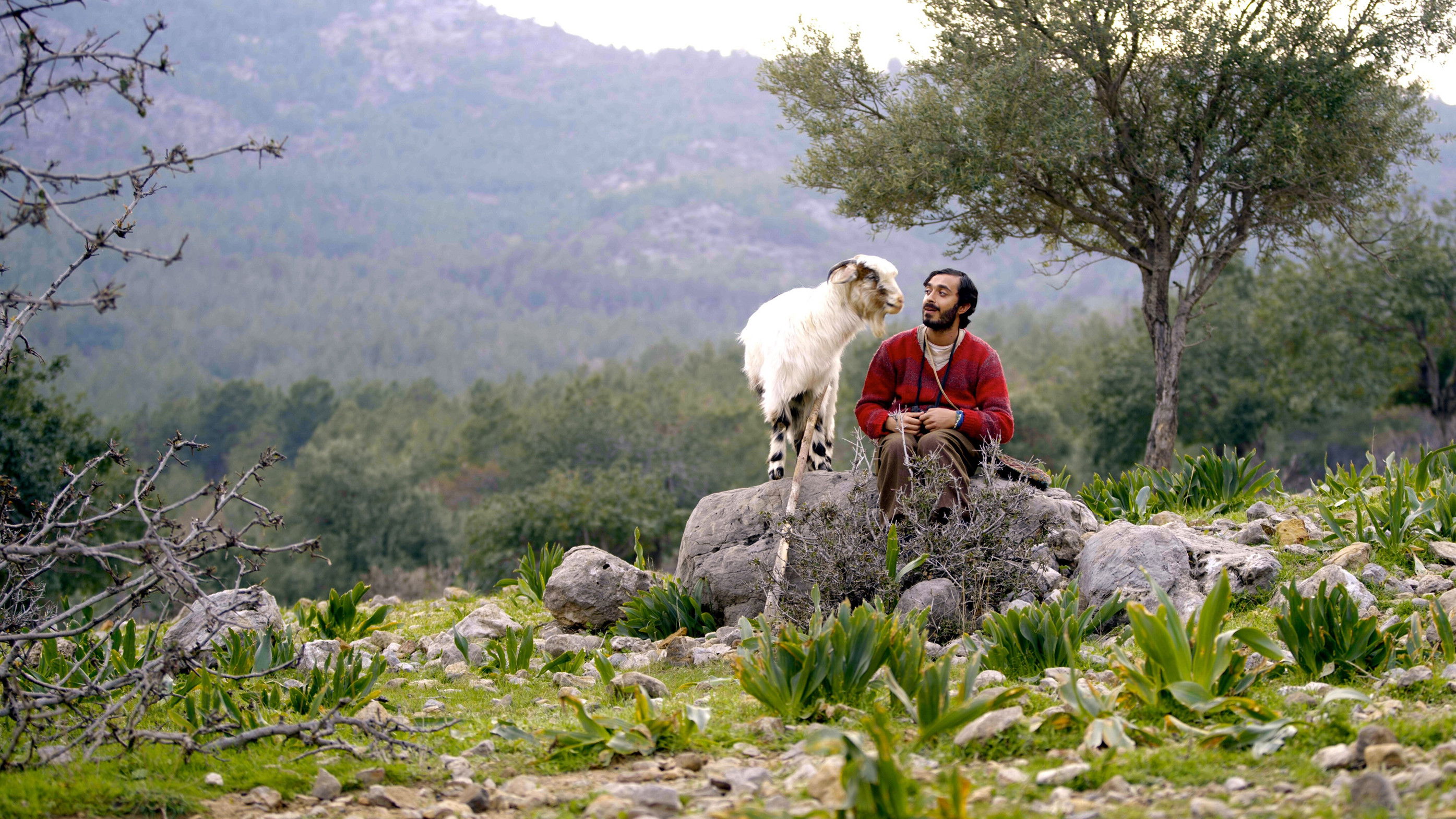 Backdrop for The Last Birds of Passage
