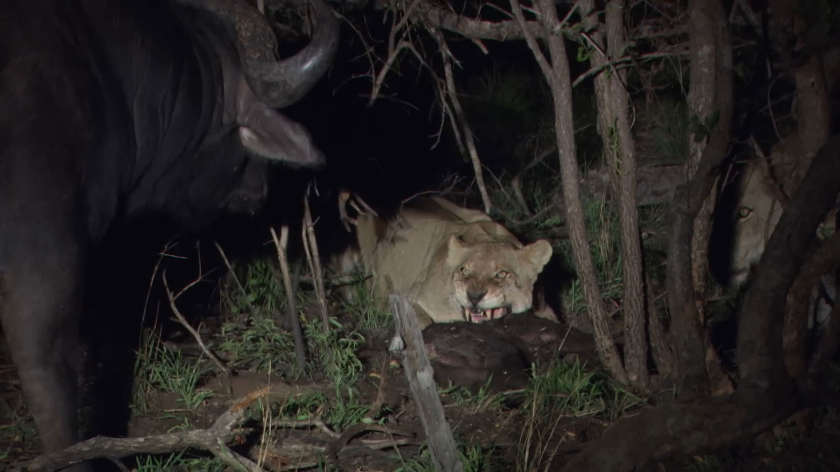 Backdrop for Predators in Peril