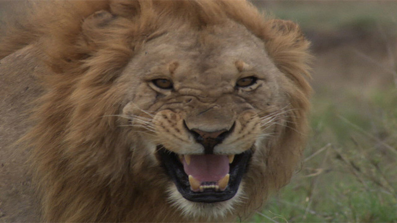 Backdrop for Darwin is here! new african legend